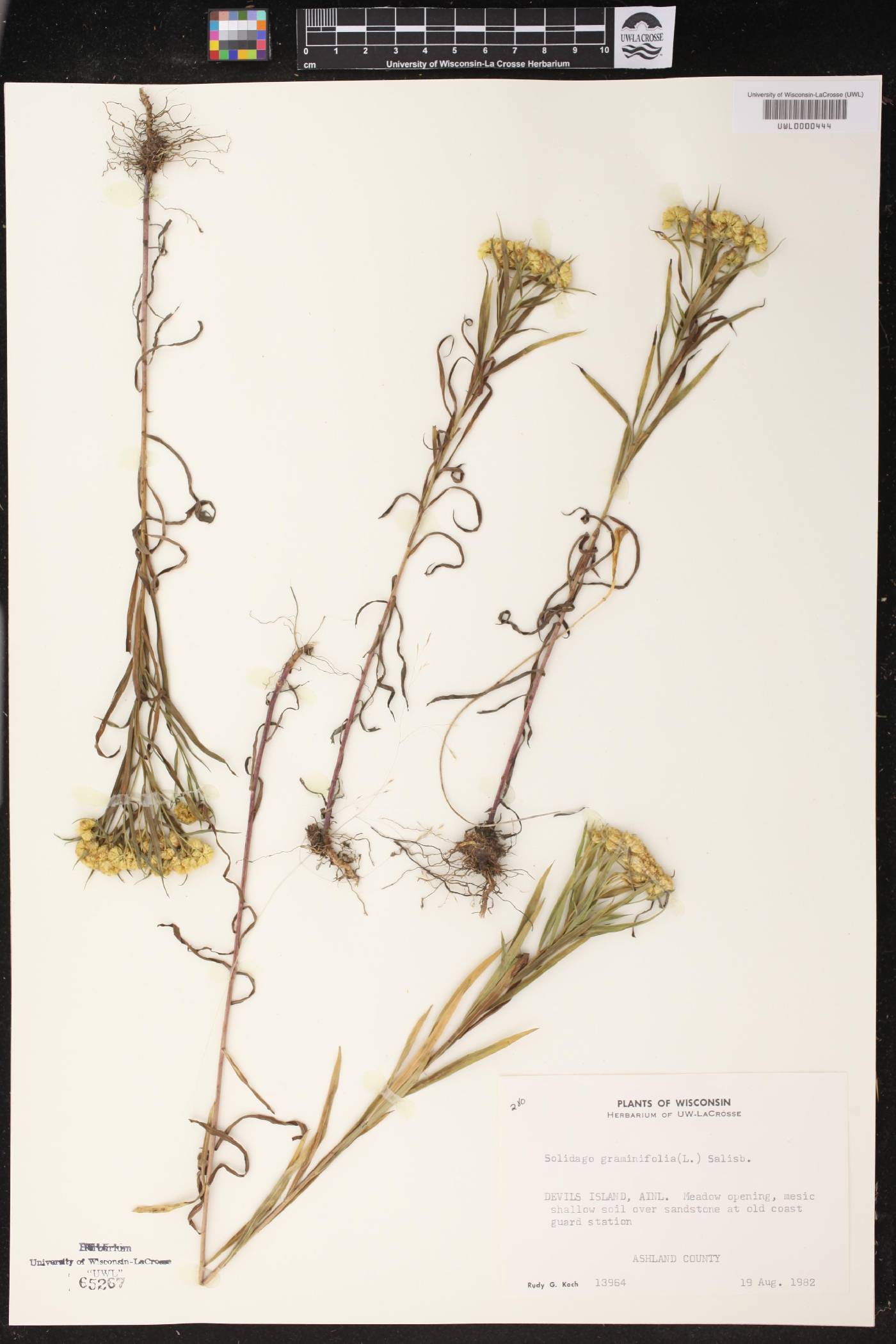 Euthamia graminifolia image