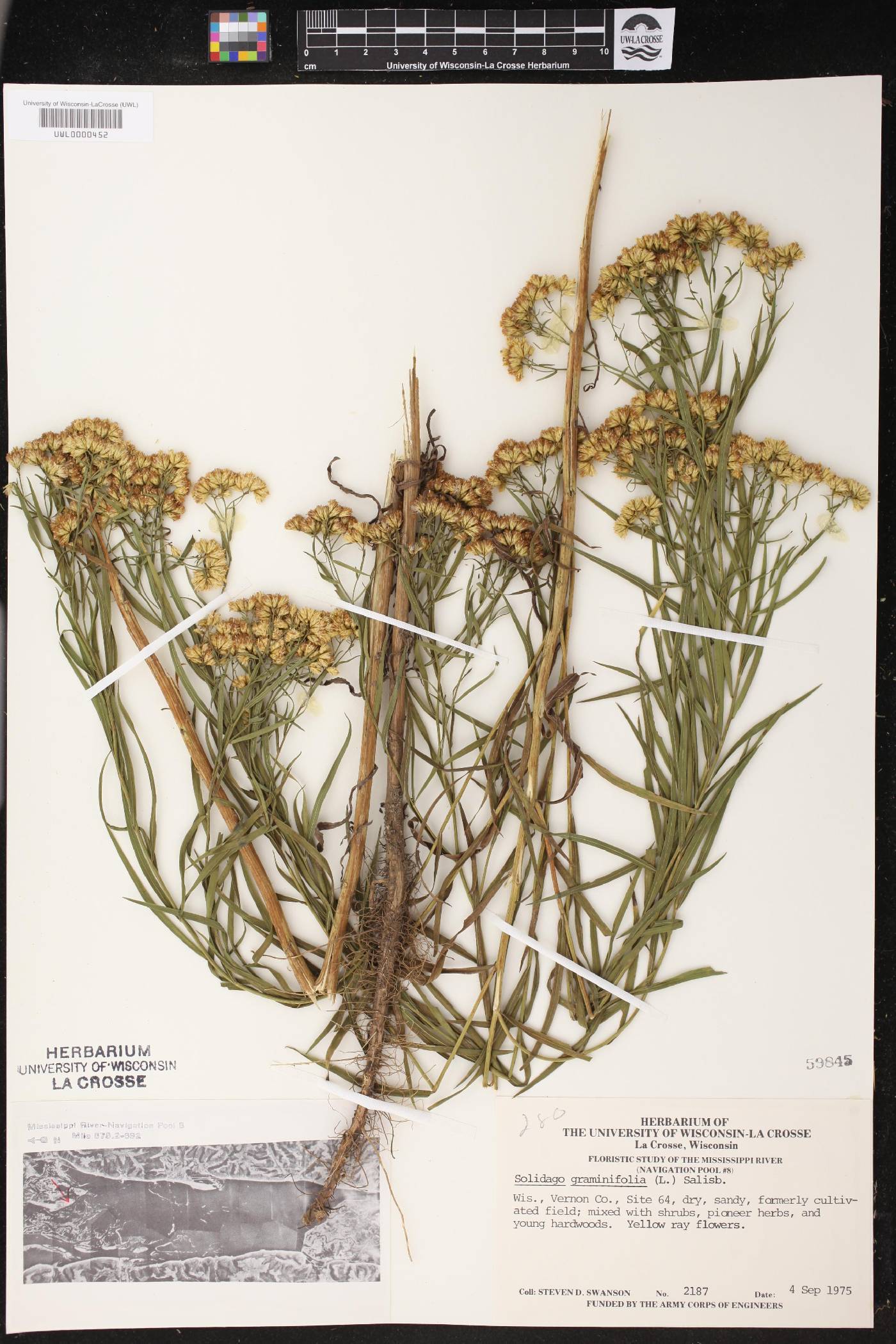 Euthamia graminifolia image