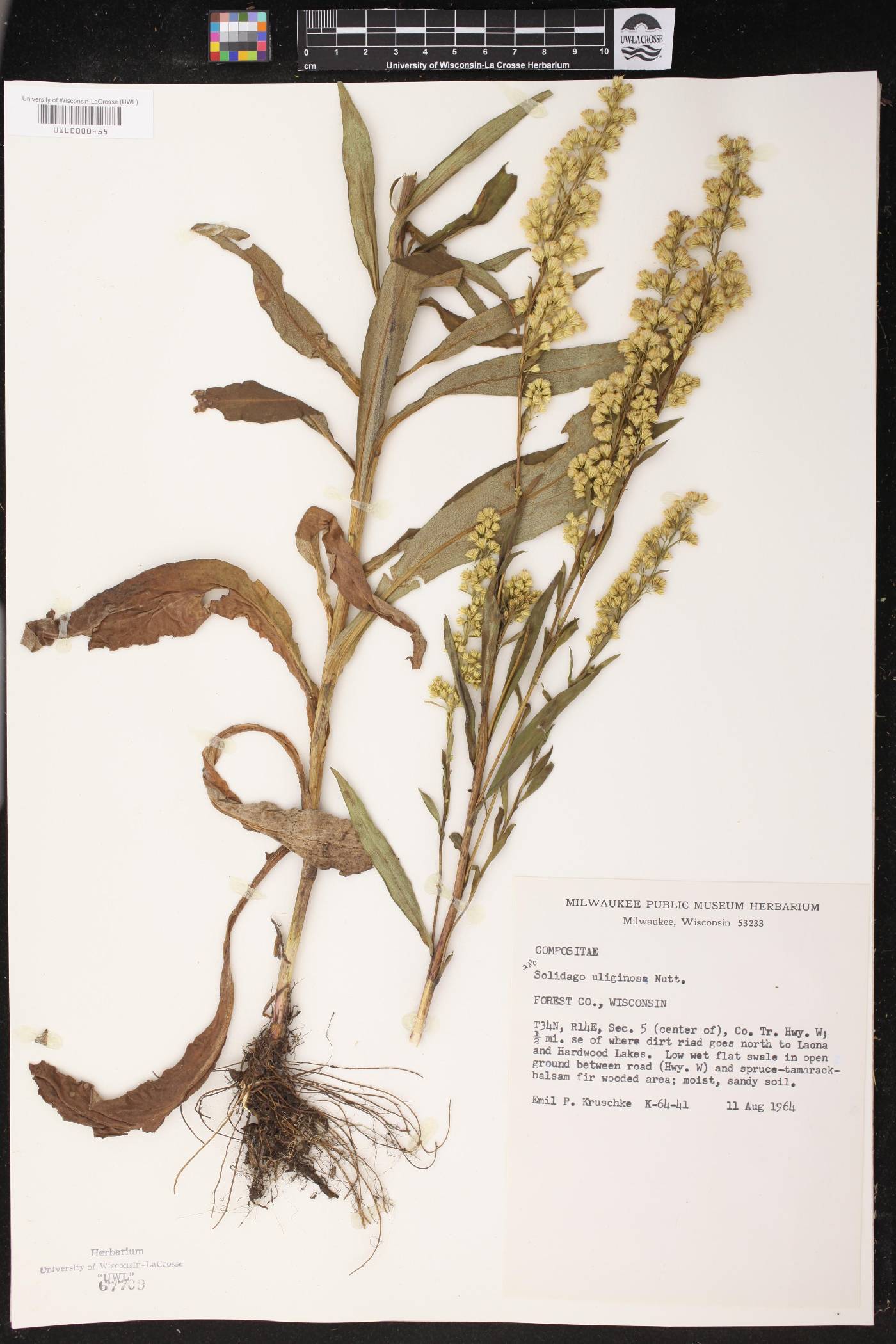 Solidago uliginosa image