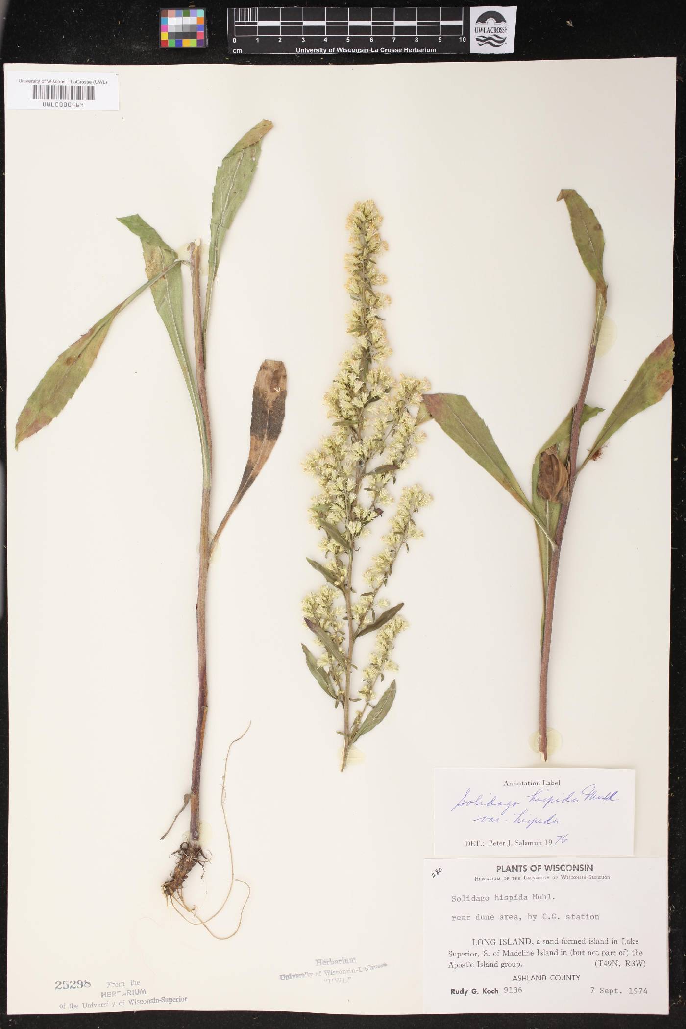 Solidago hispida image