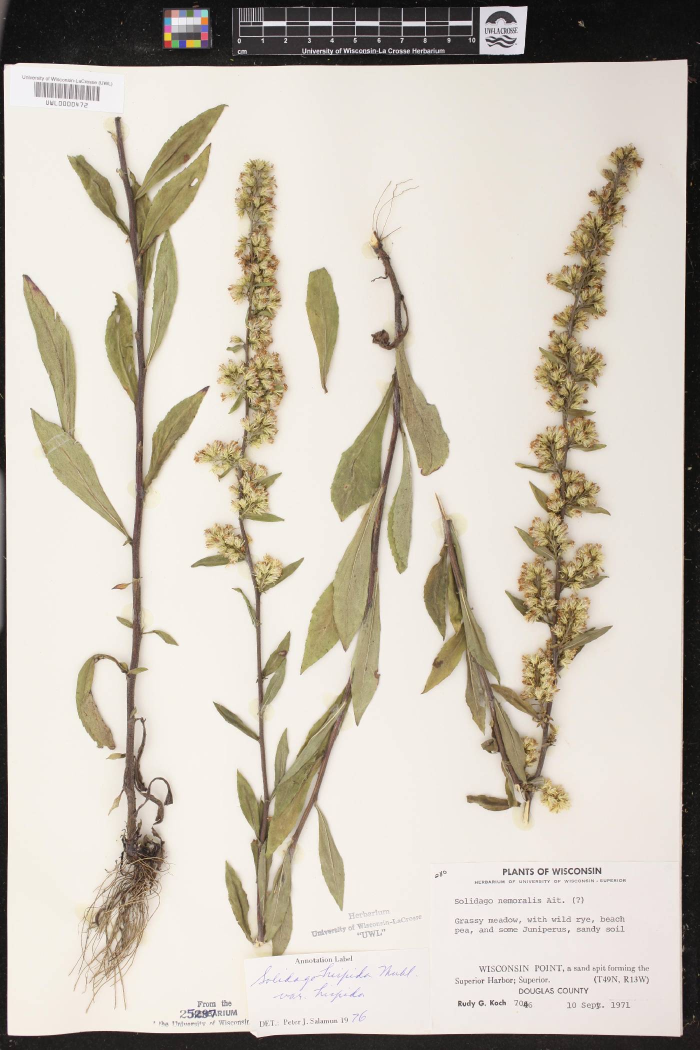 Solidago hispida image