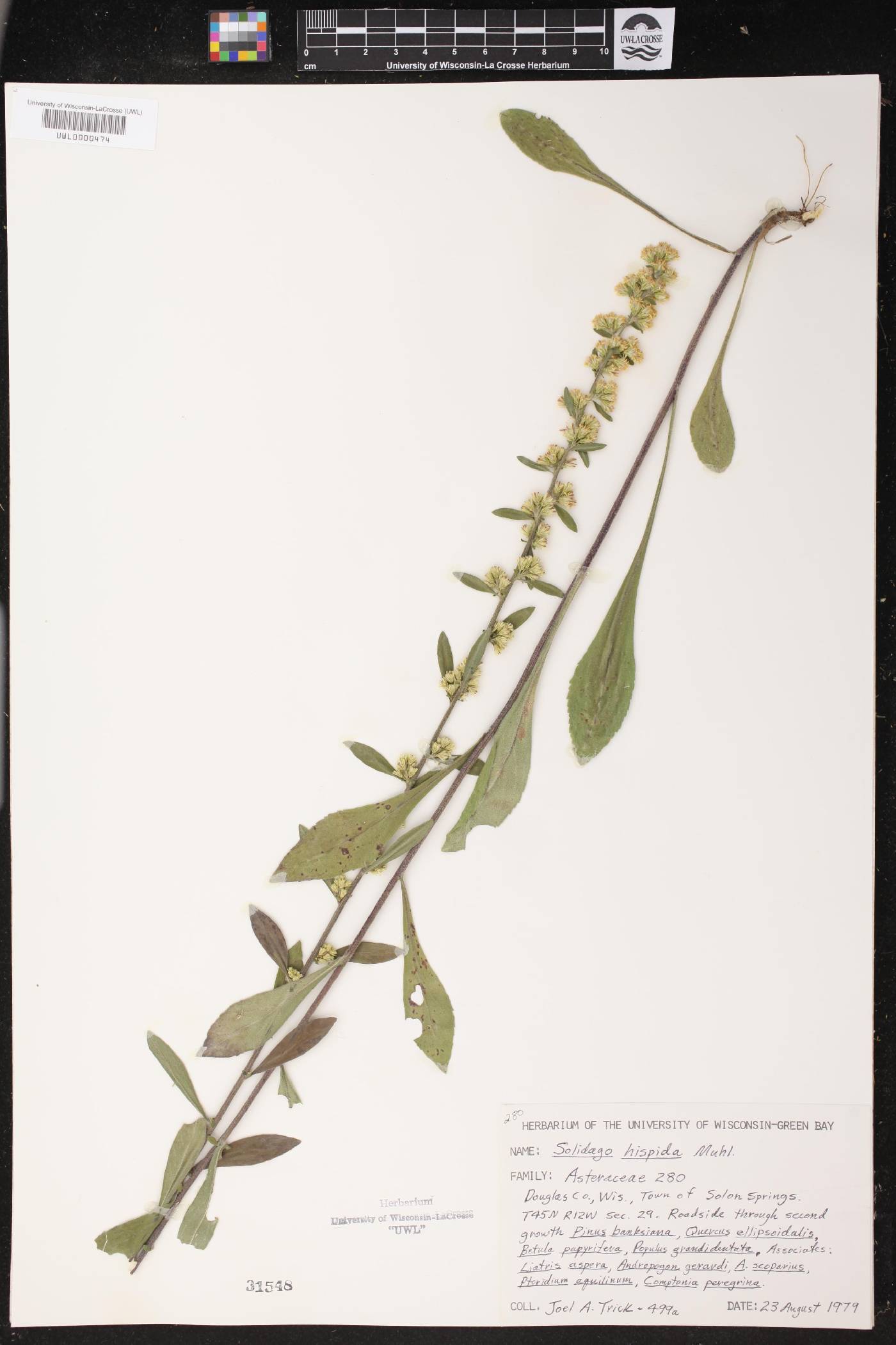 Solidago hispida image