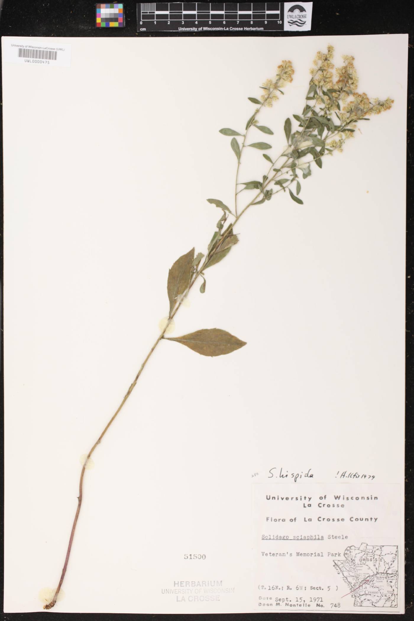 Solidago hispida image