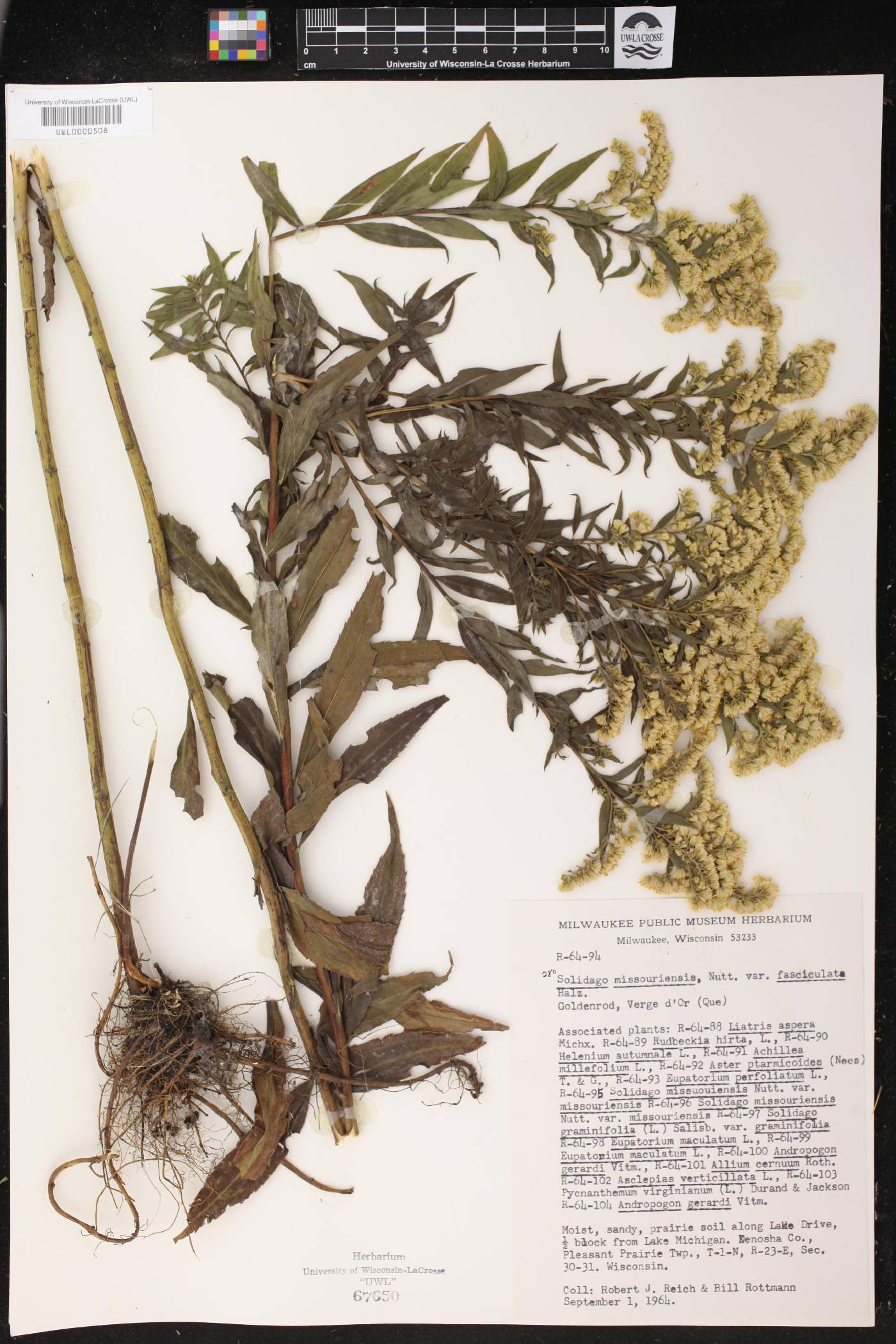 Solidago missouriensis image