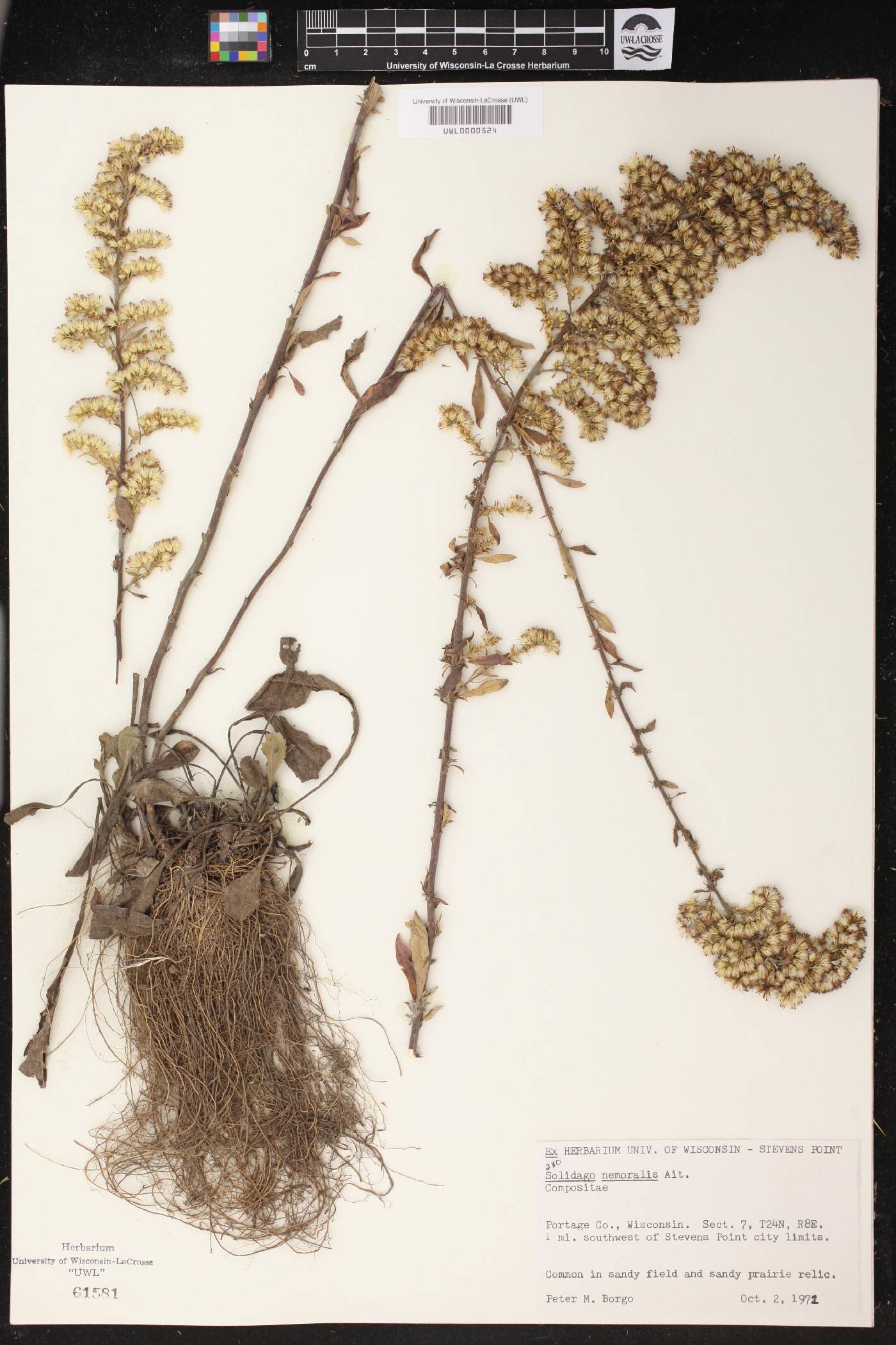 Solidago nemoralis image