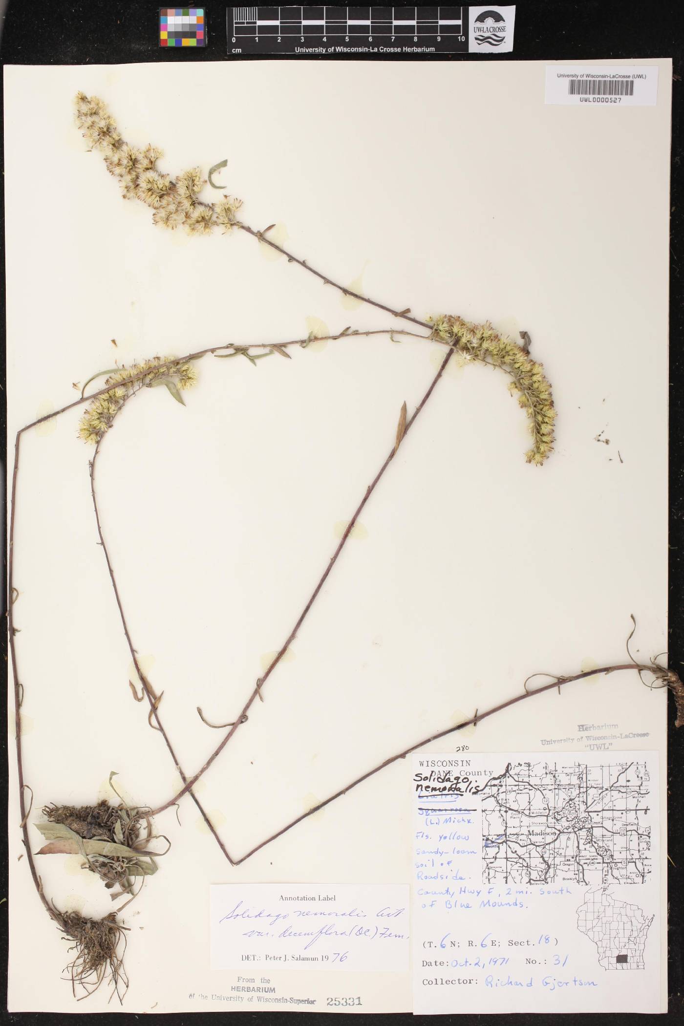 Solidago nemoralis subsp. decemflora image