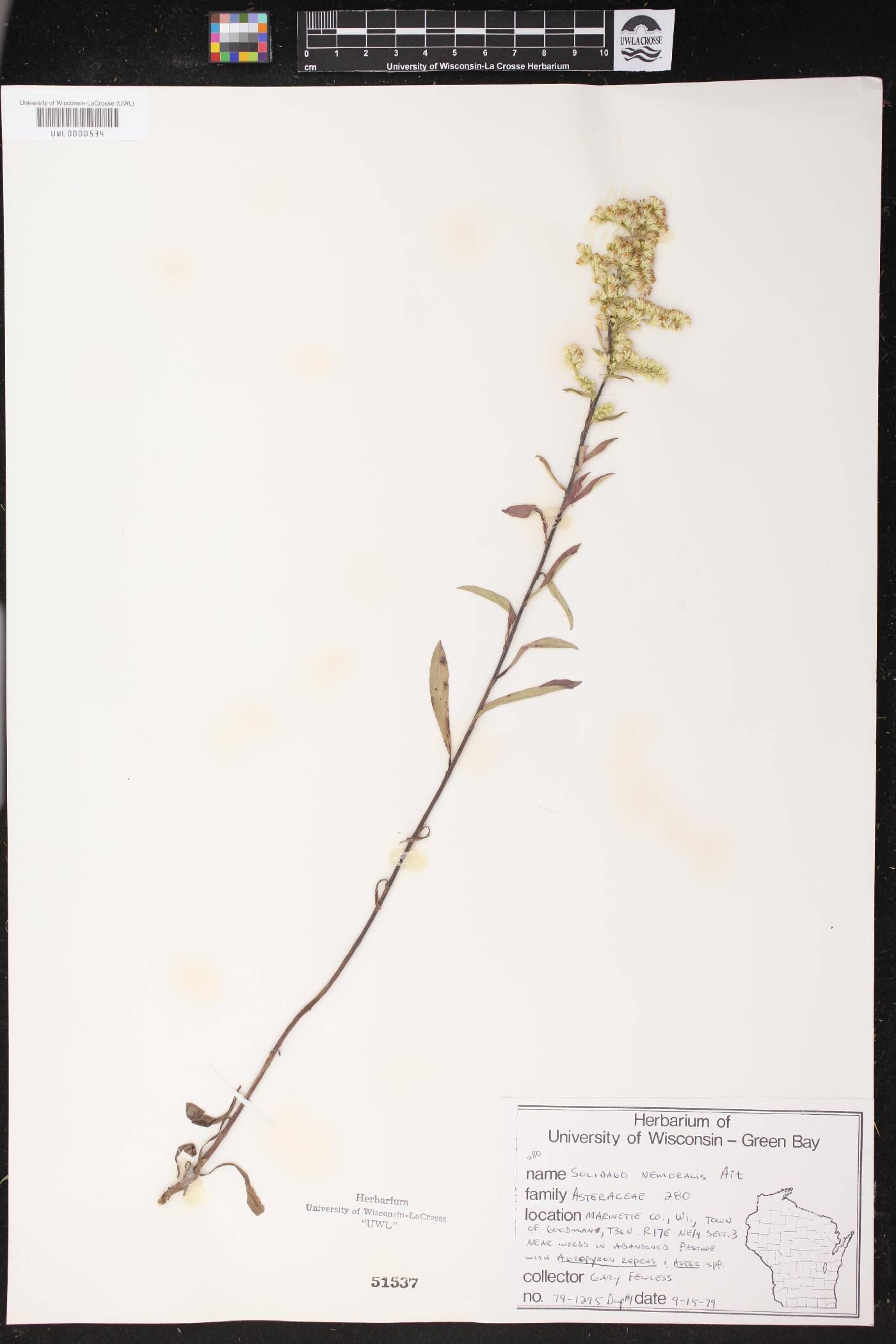 Solidago nemoralis image