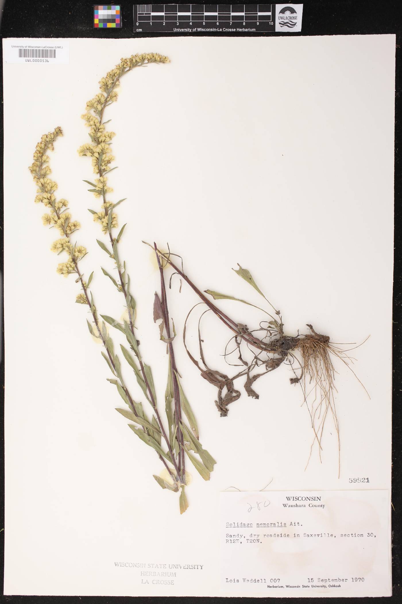 Solidago nemoralis image