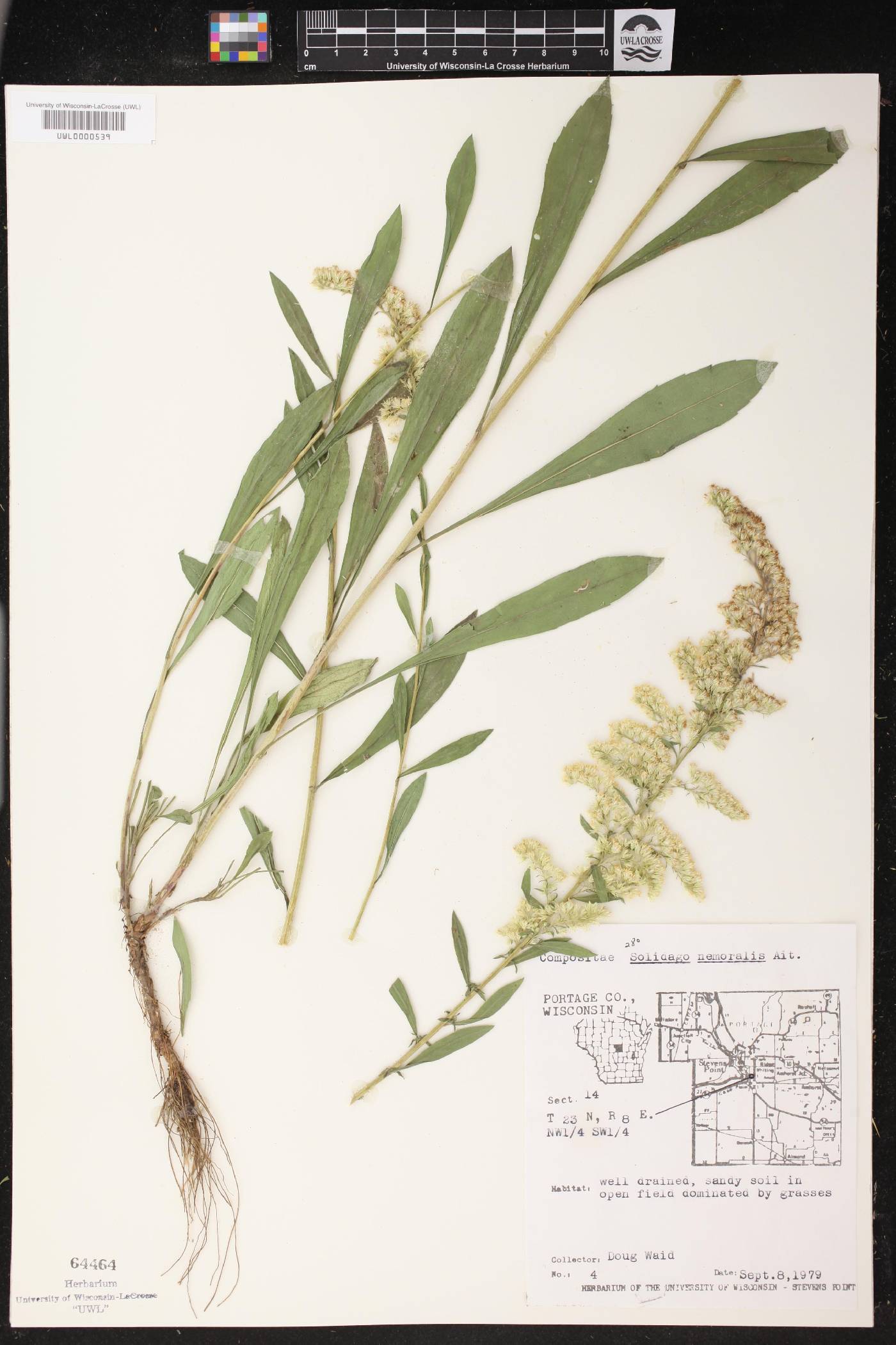 Solidago nemoralis image