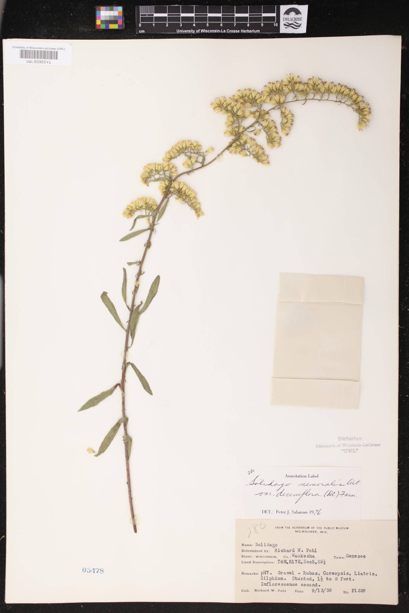 Solidago nemoralis subsp. decemflora image