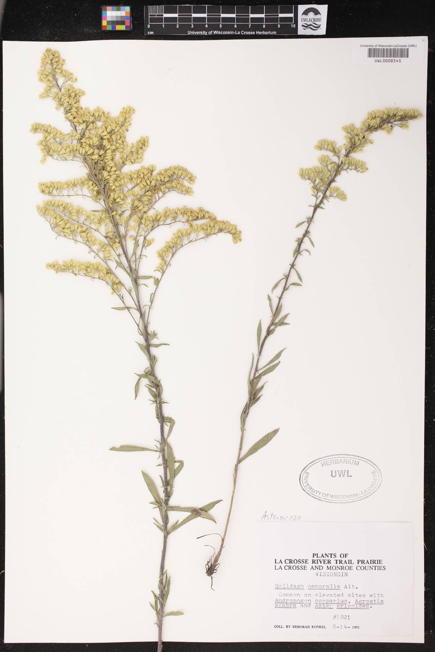 Solidago nemoralis image