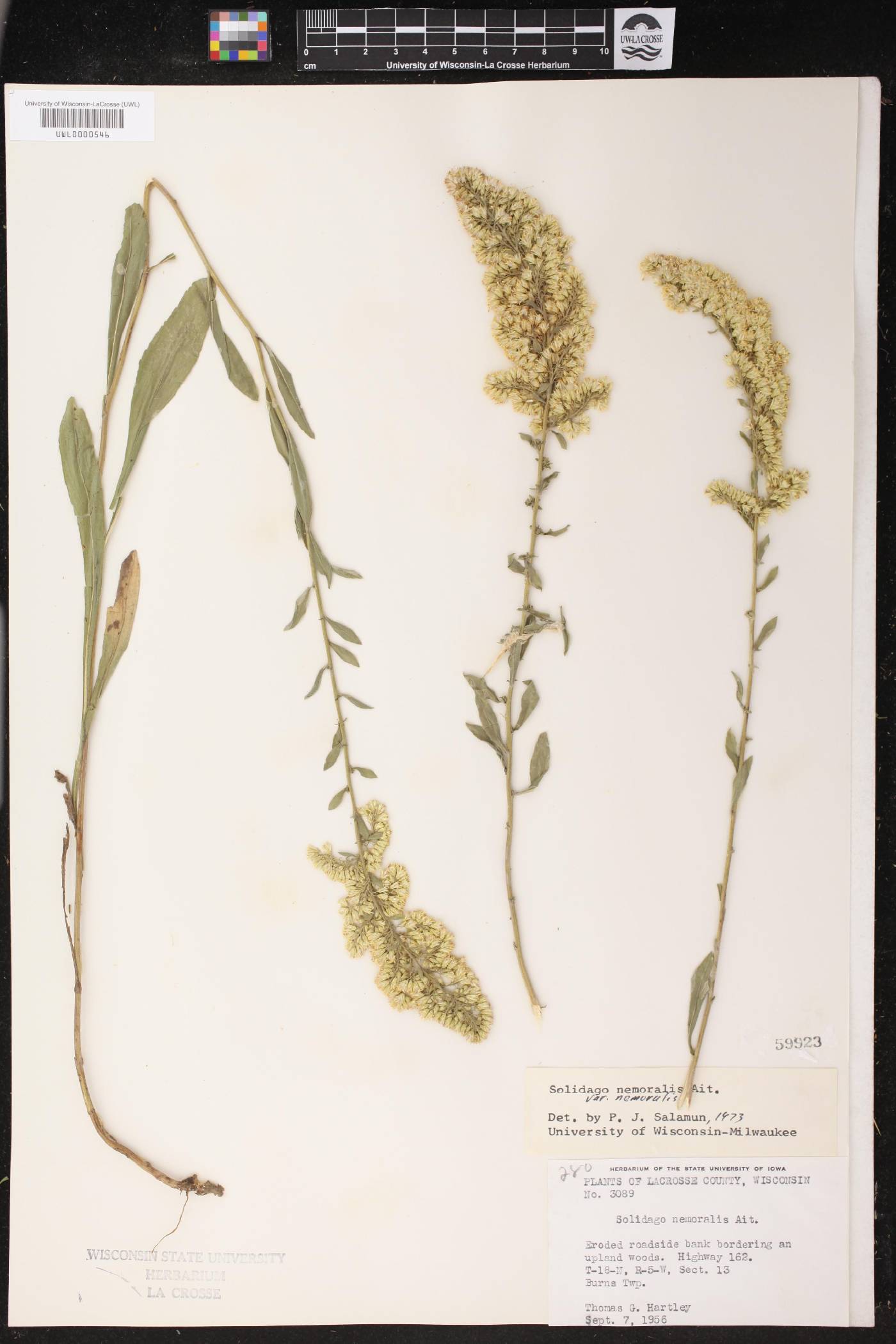 Solidago nemoralis subsp. nemoralis image