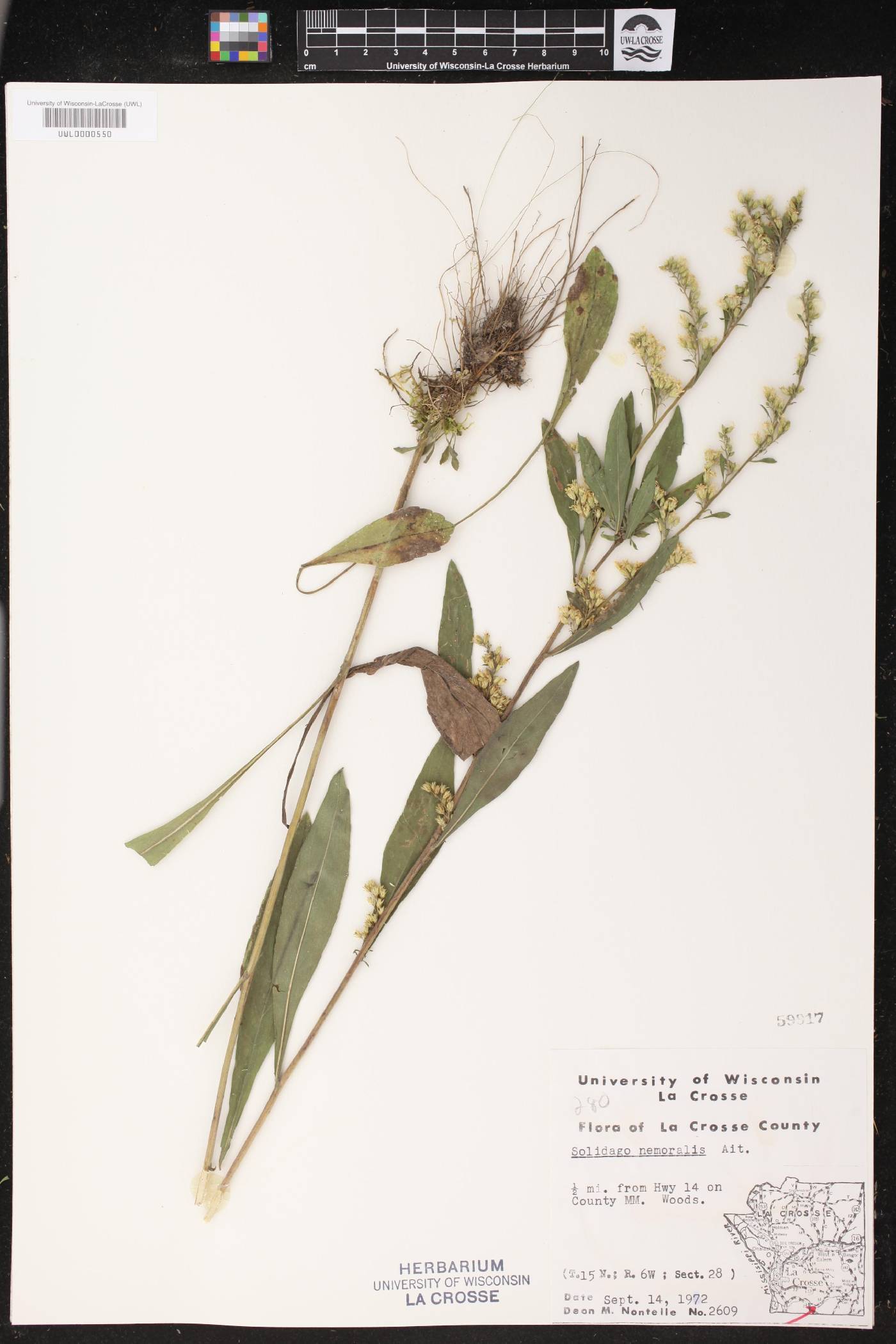 Solidago nemoralis image