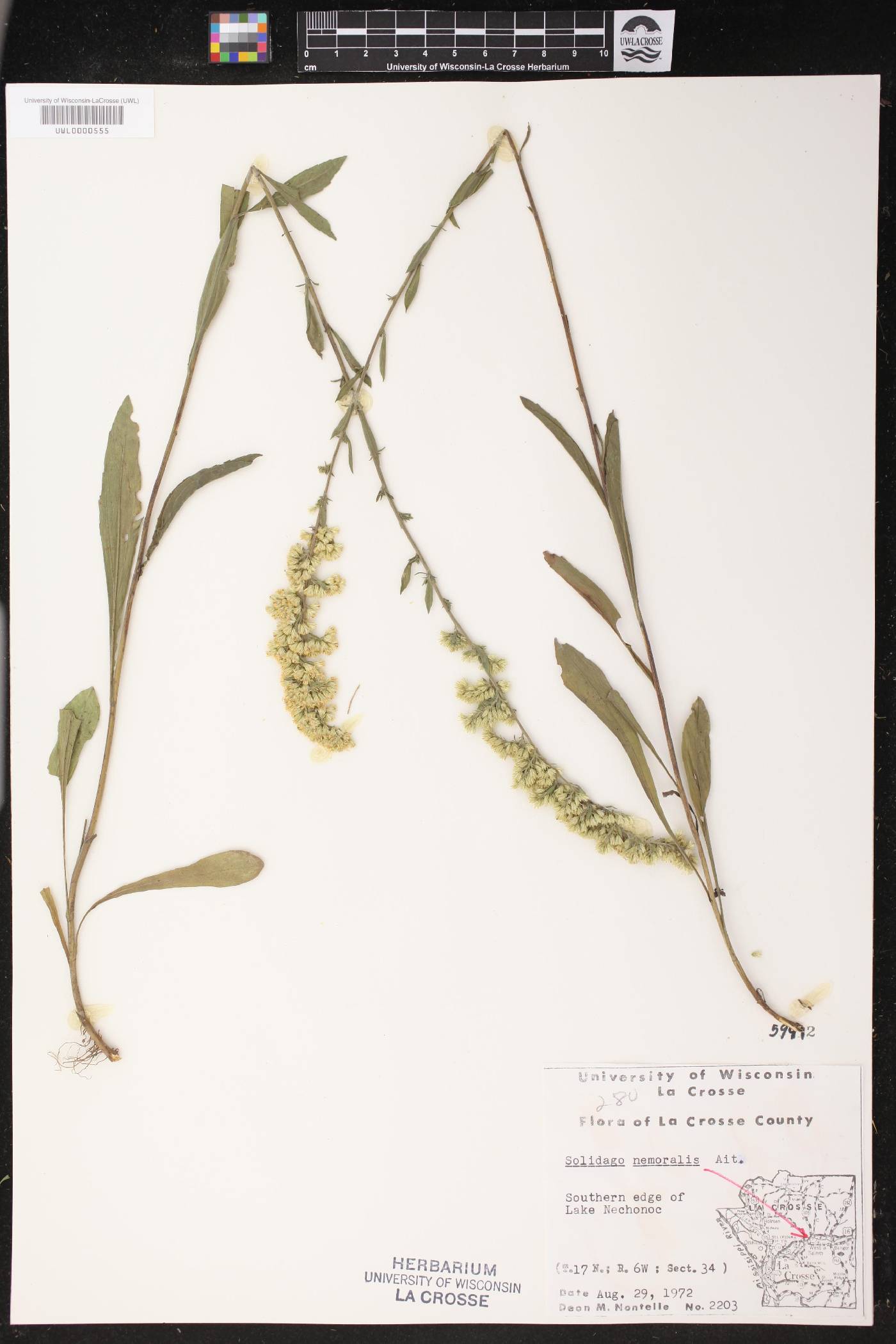 Solidago nemoralis image