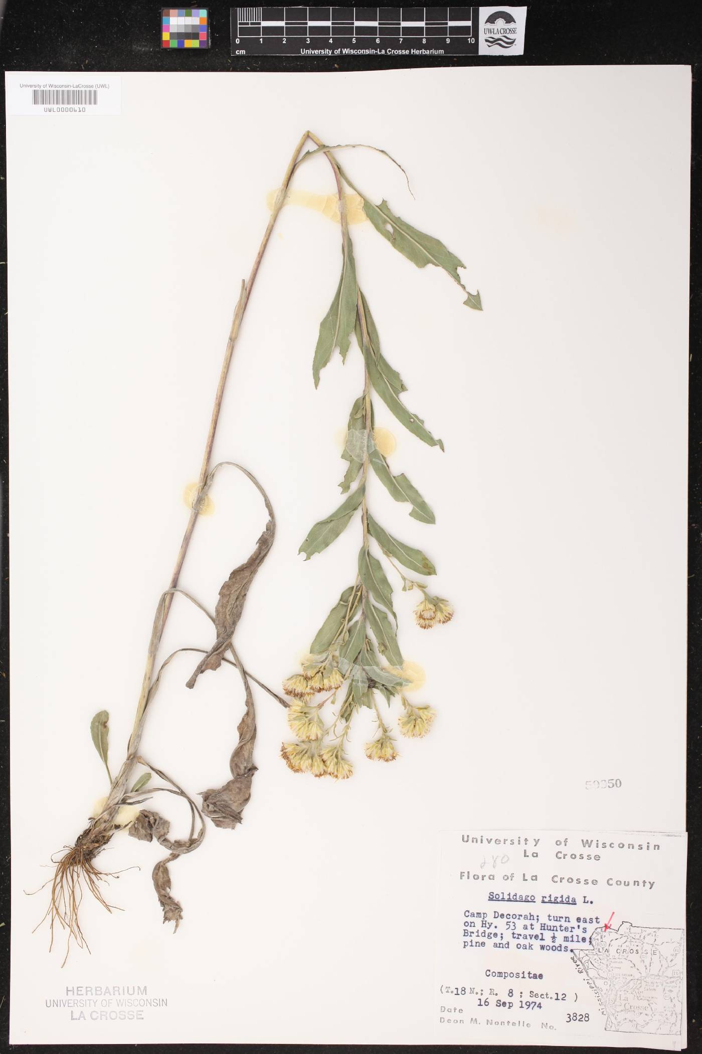 Solidago rigida image