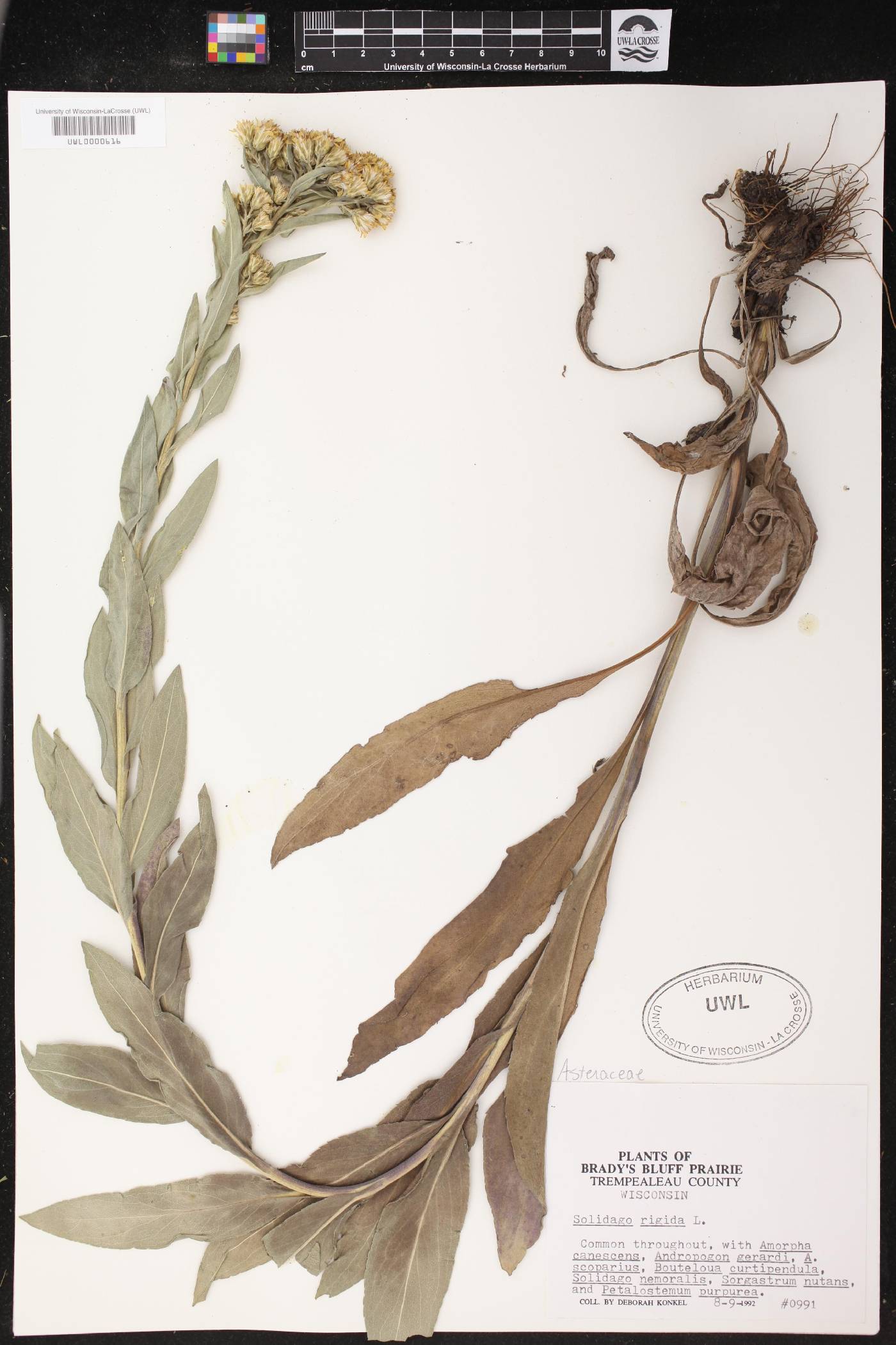 Solidago rigida image