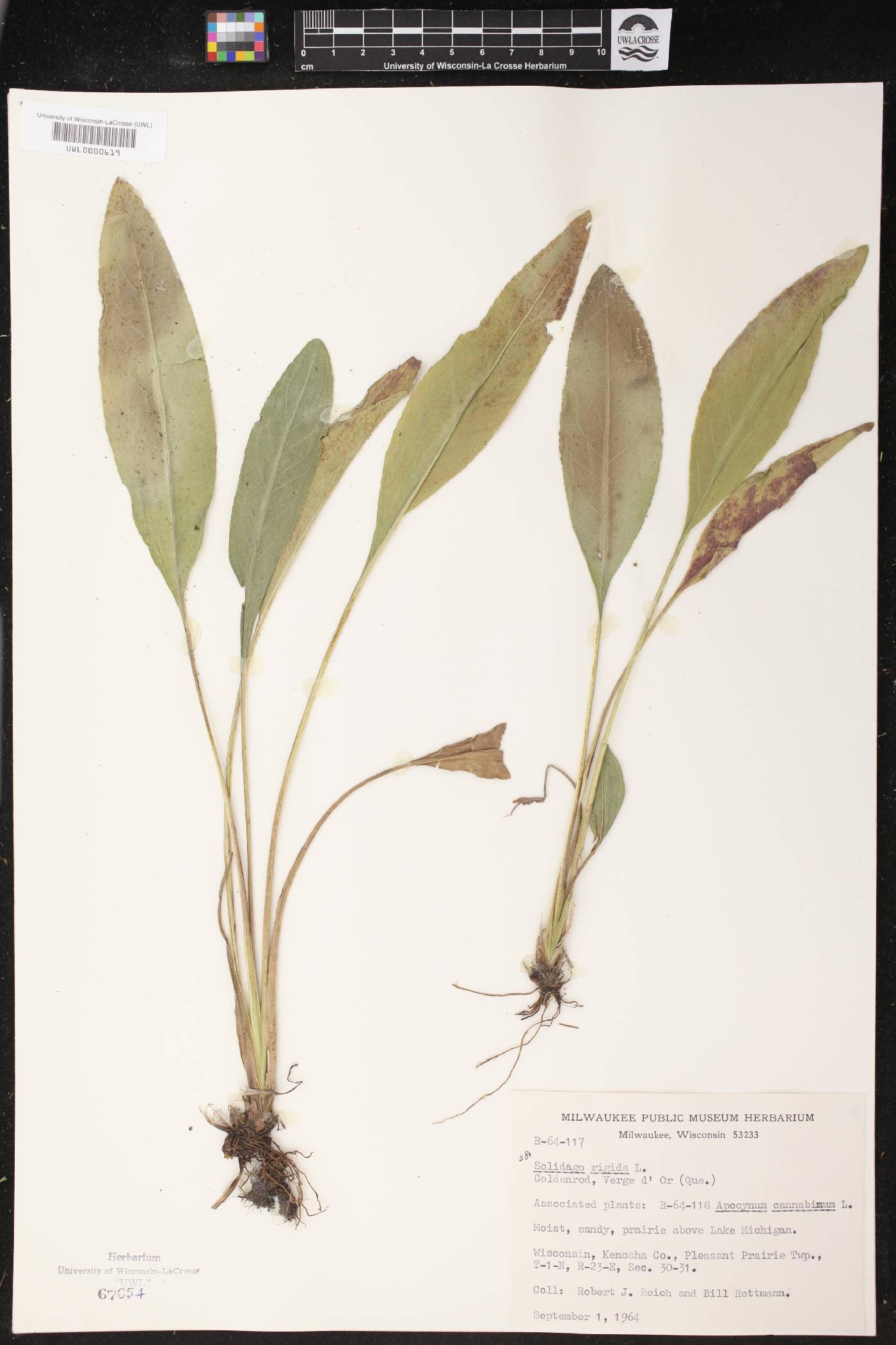 Solidago rigida image