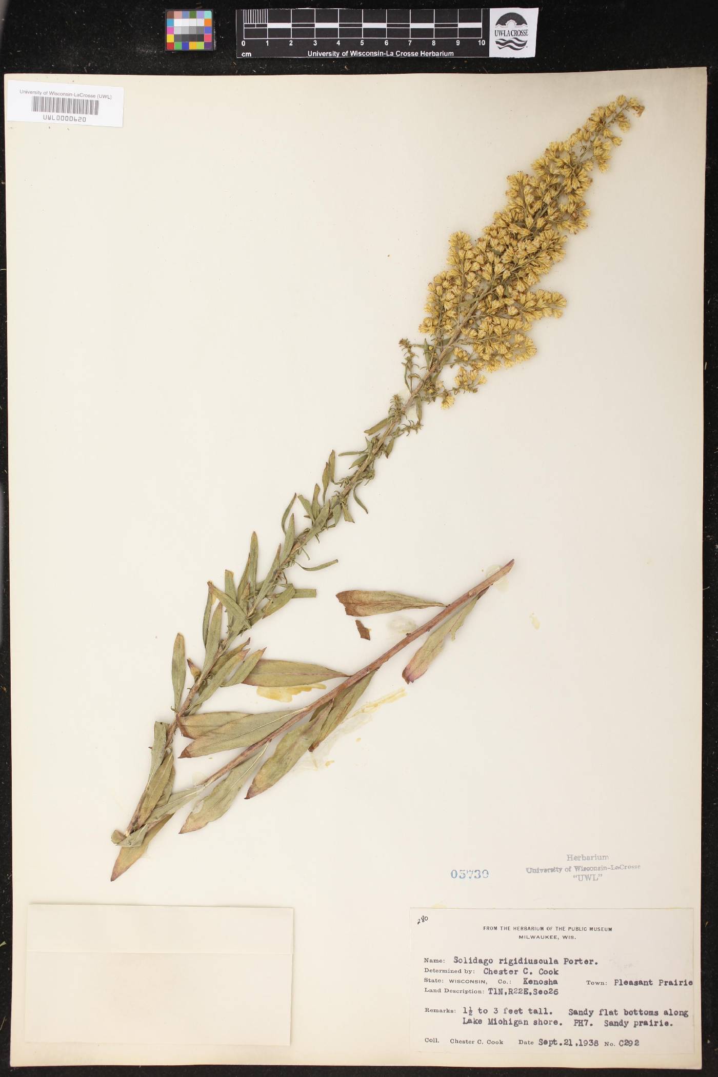 Solidago speciosa image