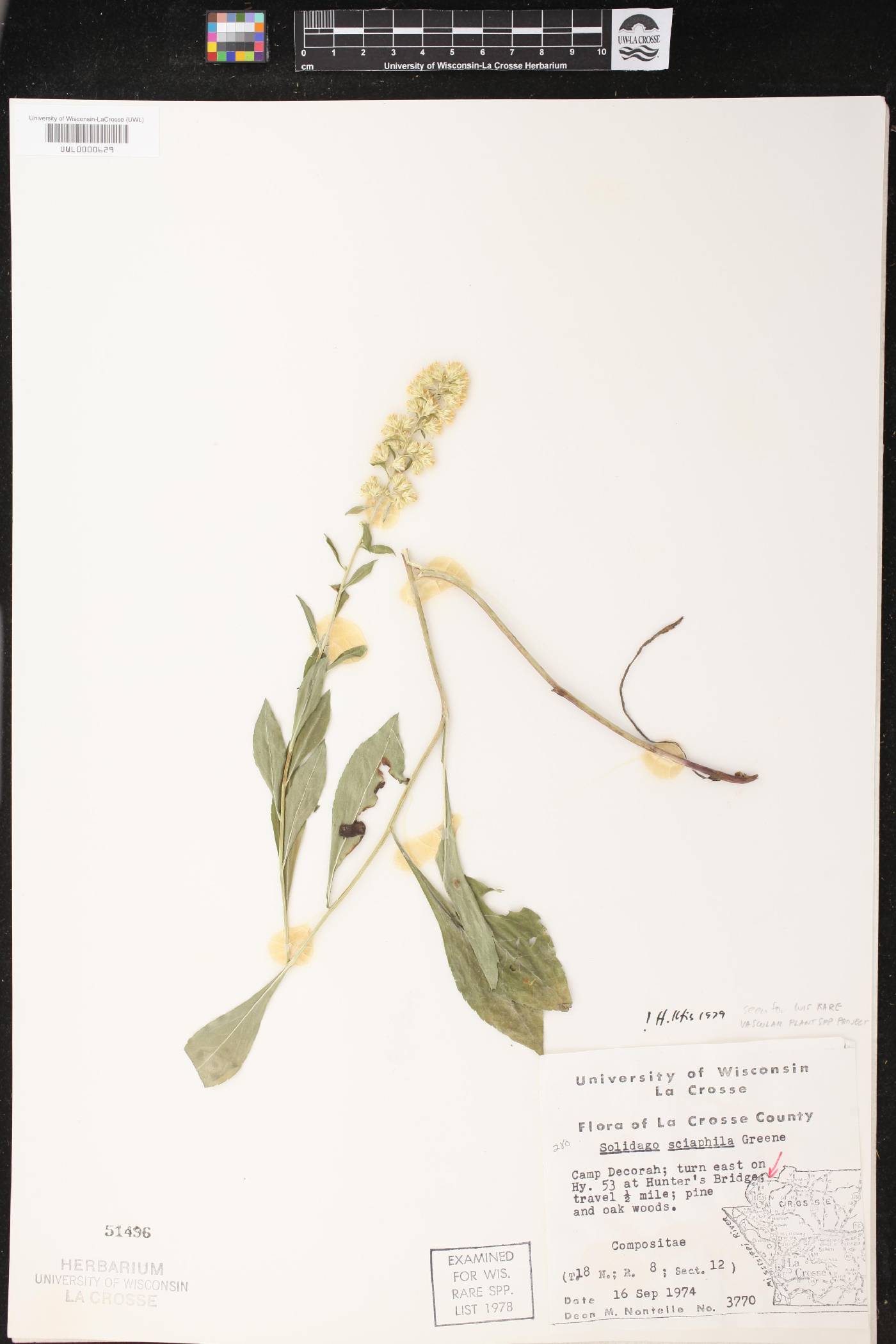 Solidago sciaphila image