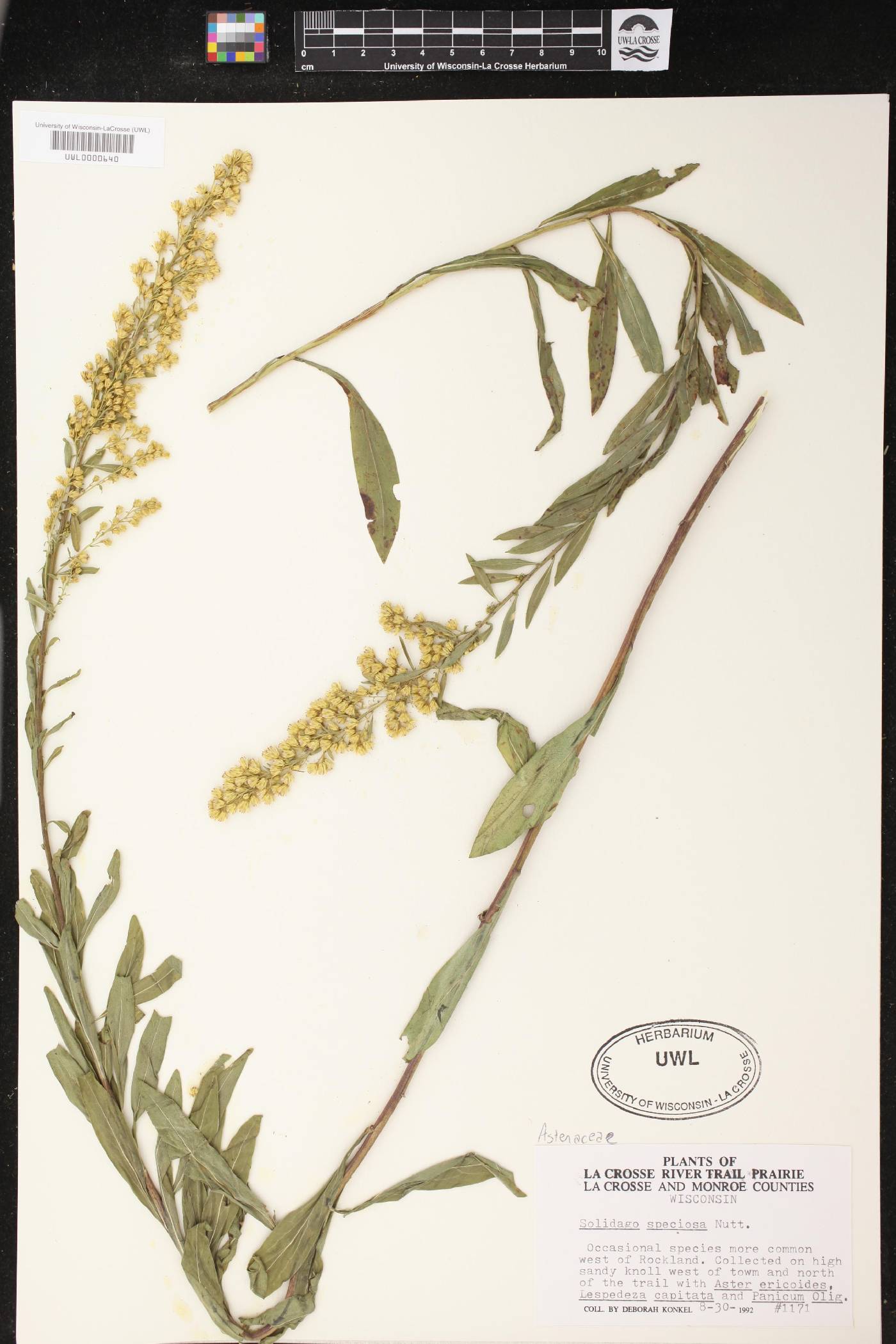 Solidago speciosa image