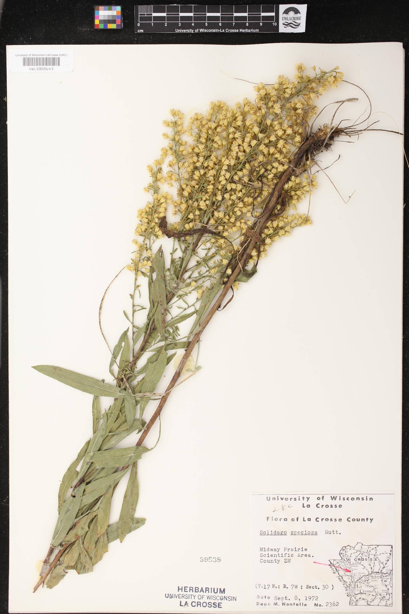 Solidago speciosa image