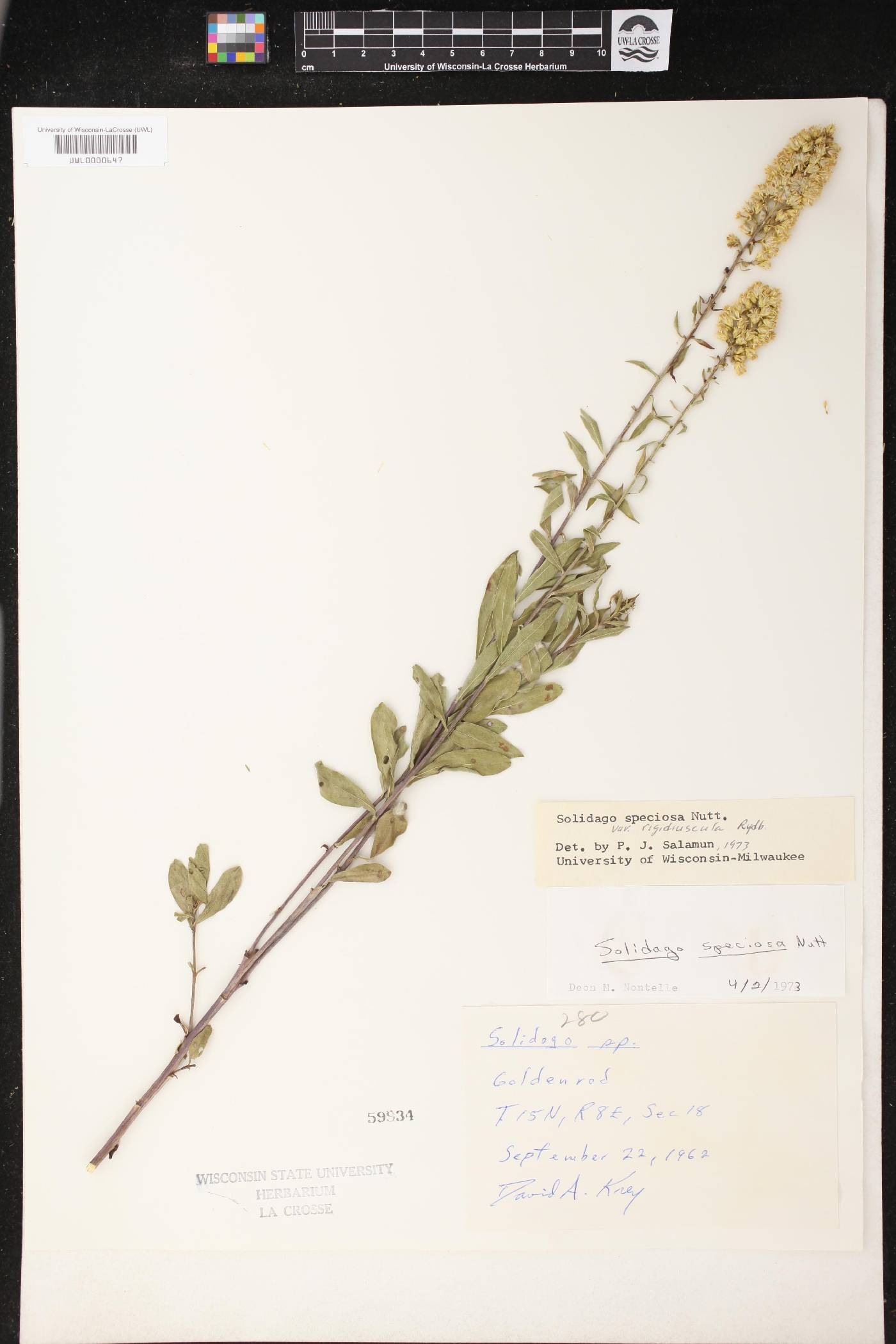 Solidago speciosa image