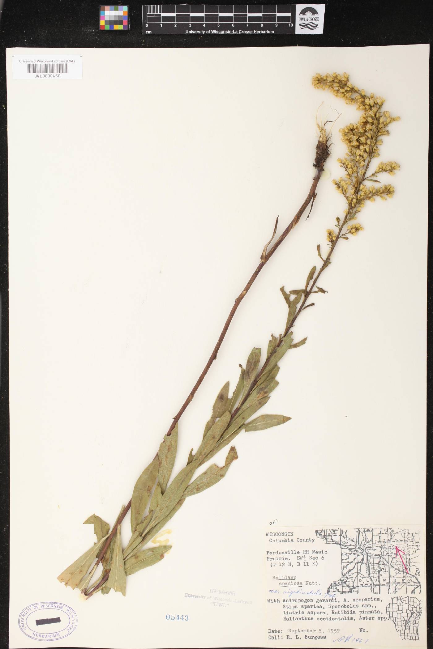 Solidago speciosa subsp. speciosa var. rigidiuscula image