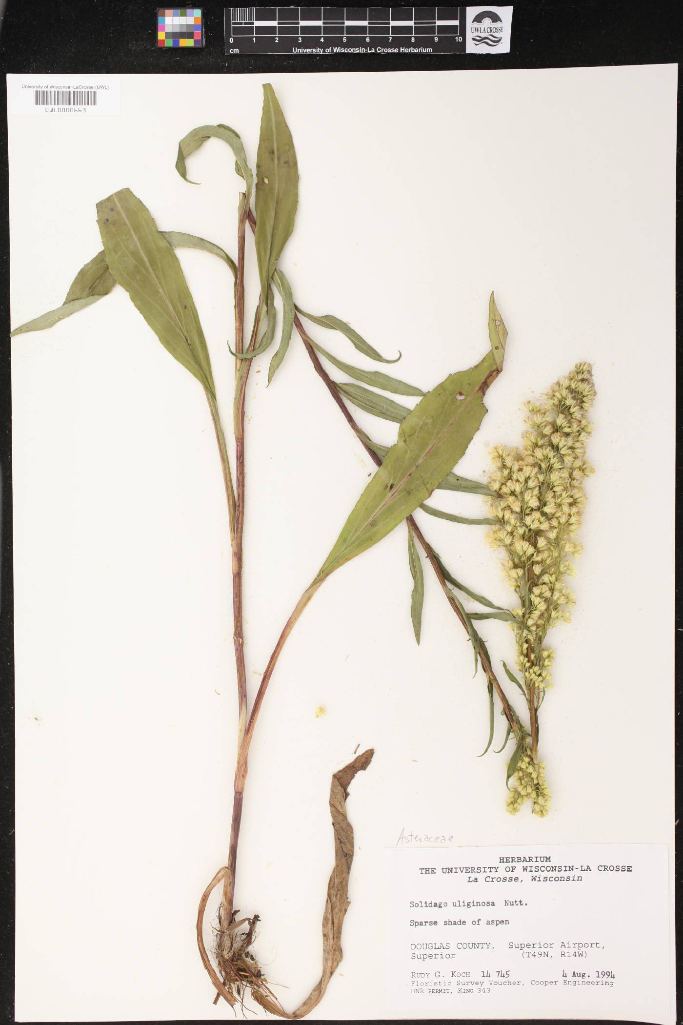 Solidago uliginosa image