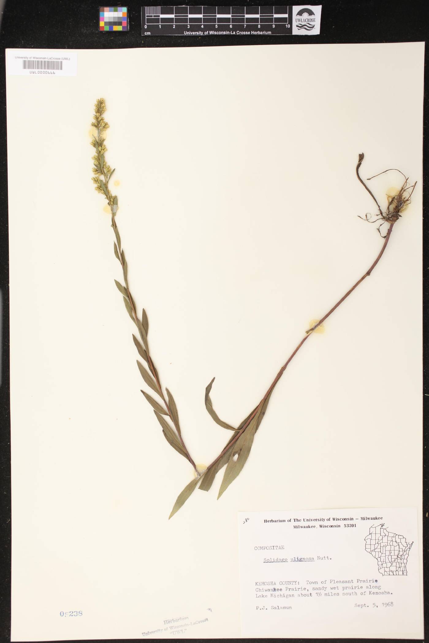 Solidago uliginosa image