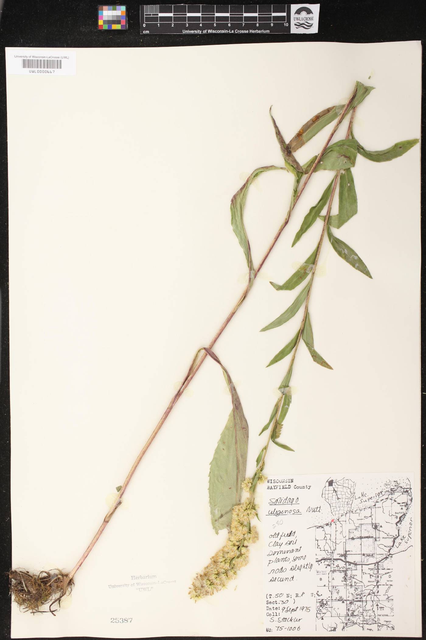 Solidago uliginosa image
