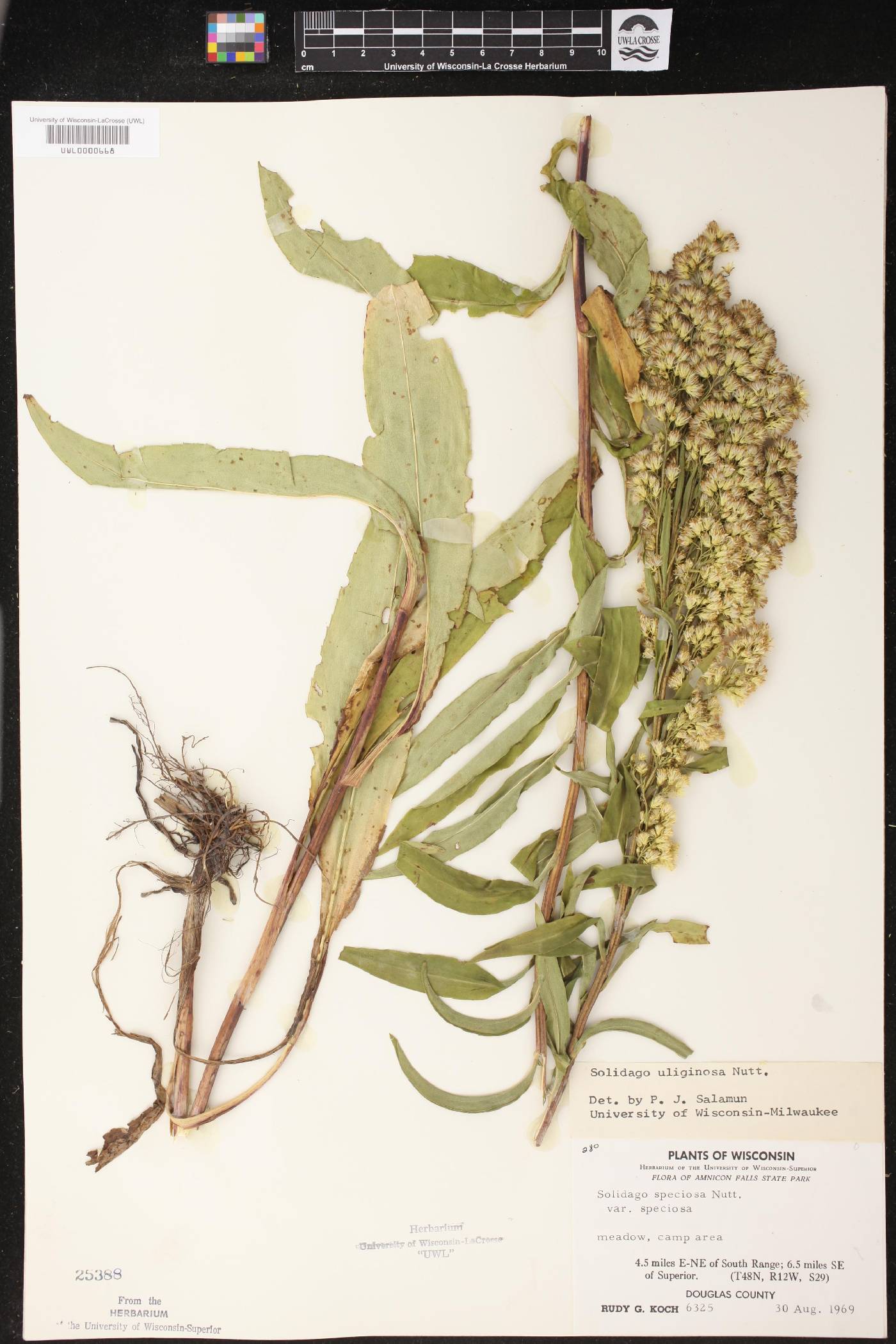 Solidago uliginosa image