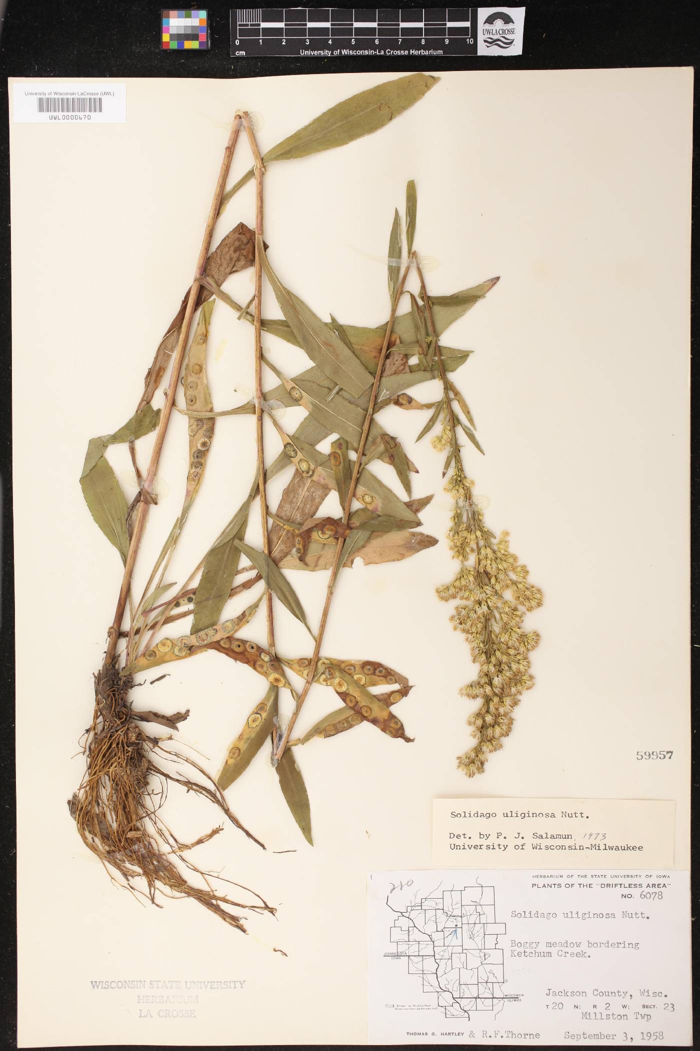Solidago uliginosa image