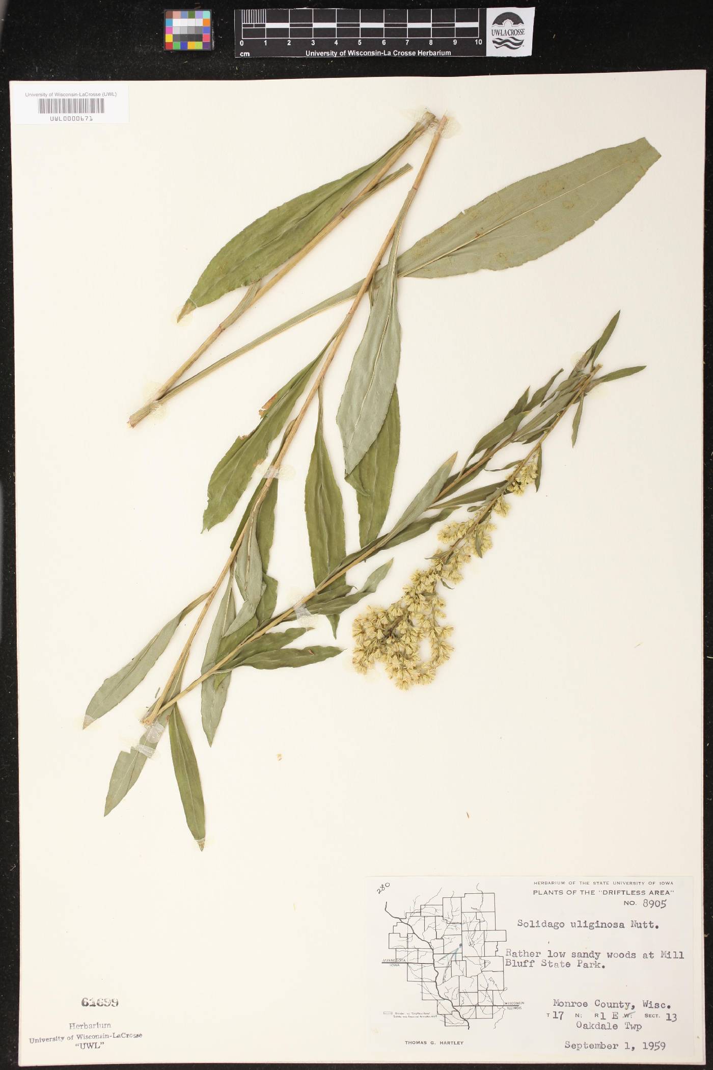 Solidago uliginosa image