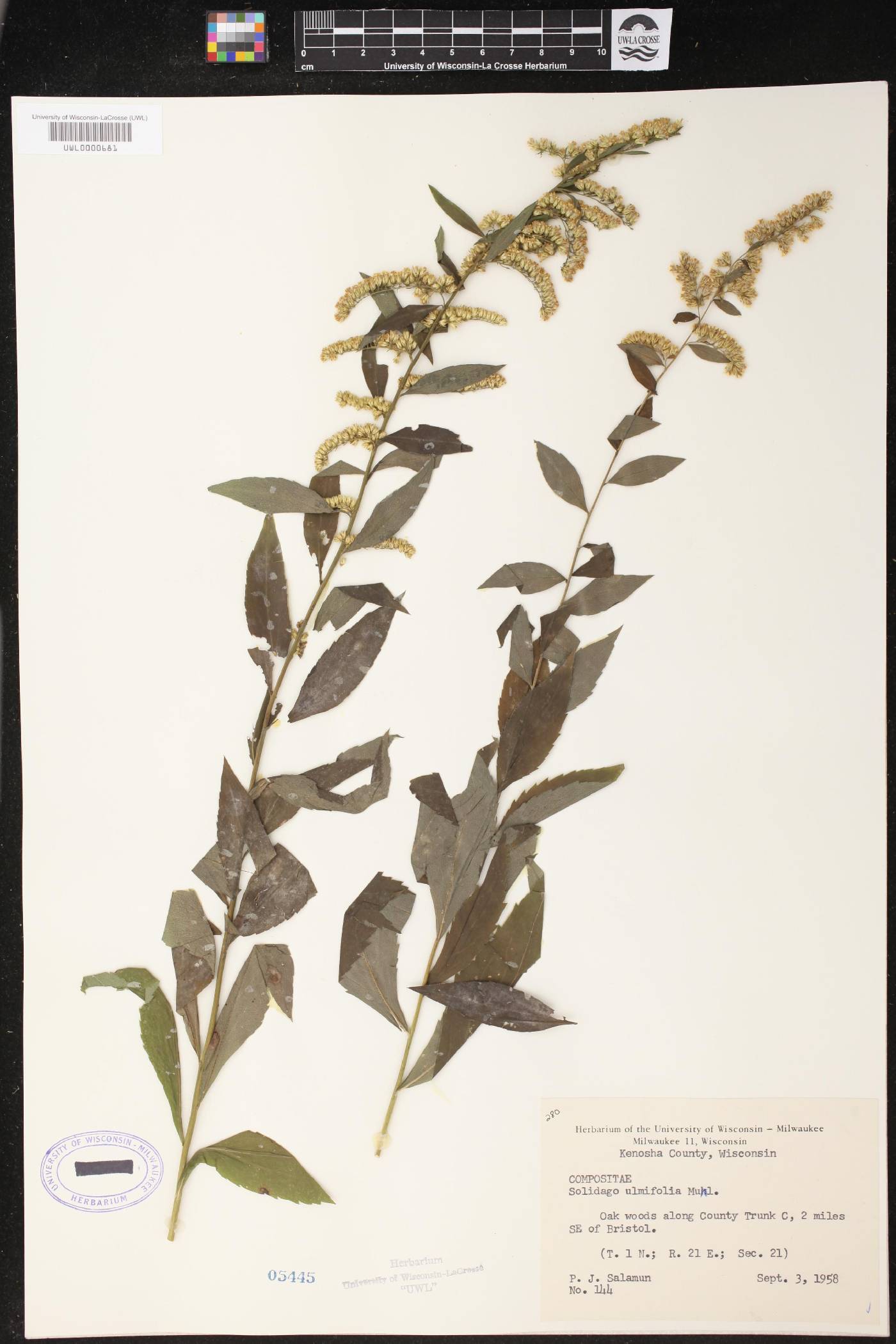 Solidago ulmifolia image