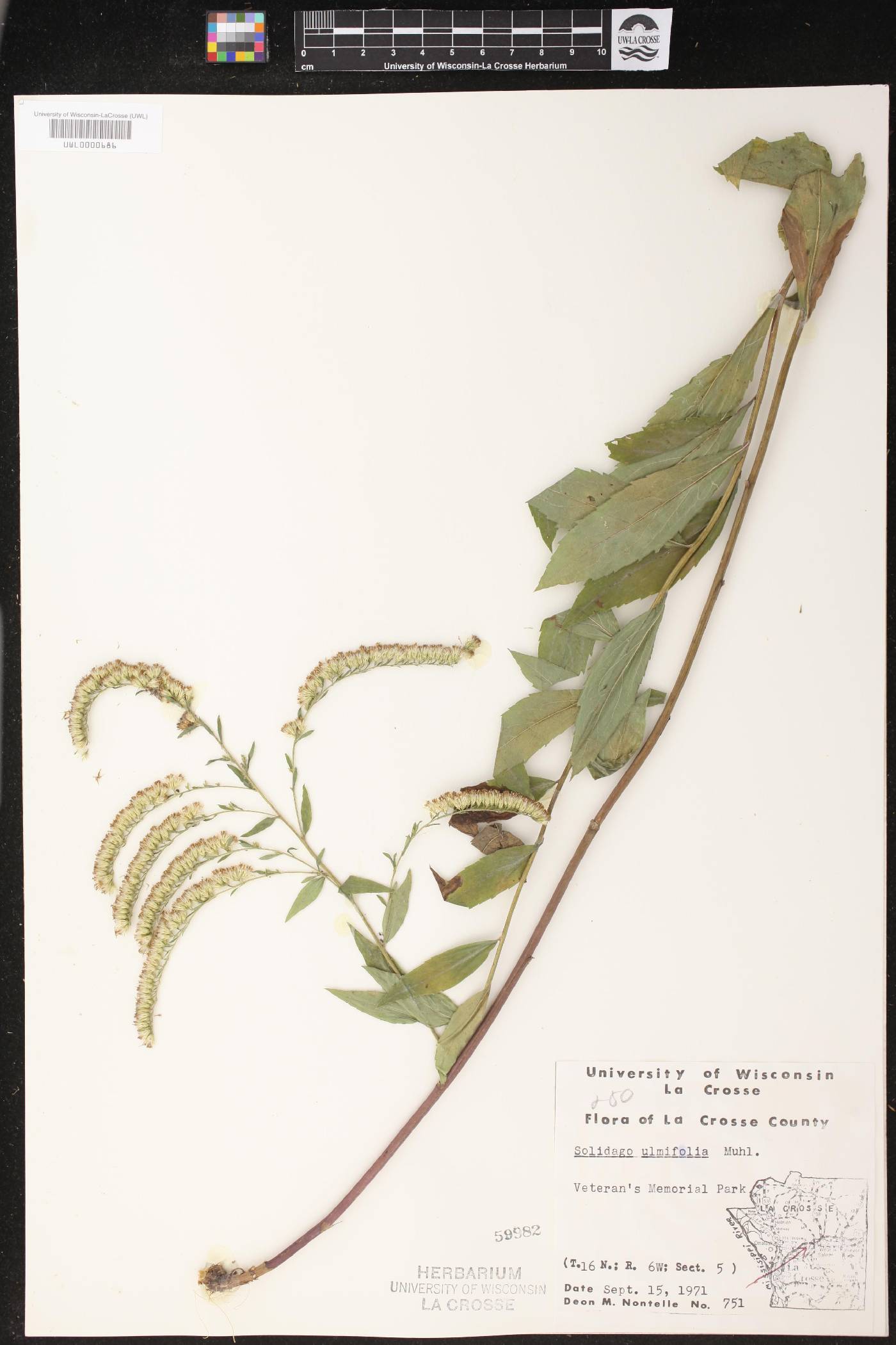 Solidago ulmifolia image
