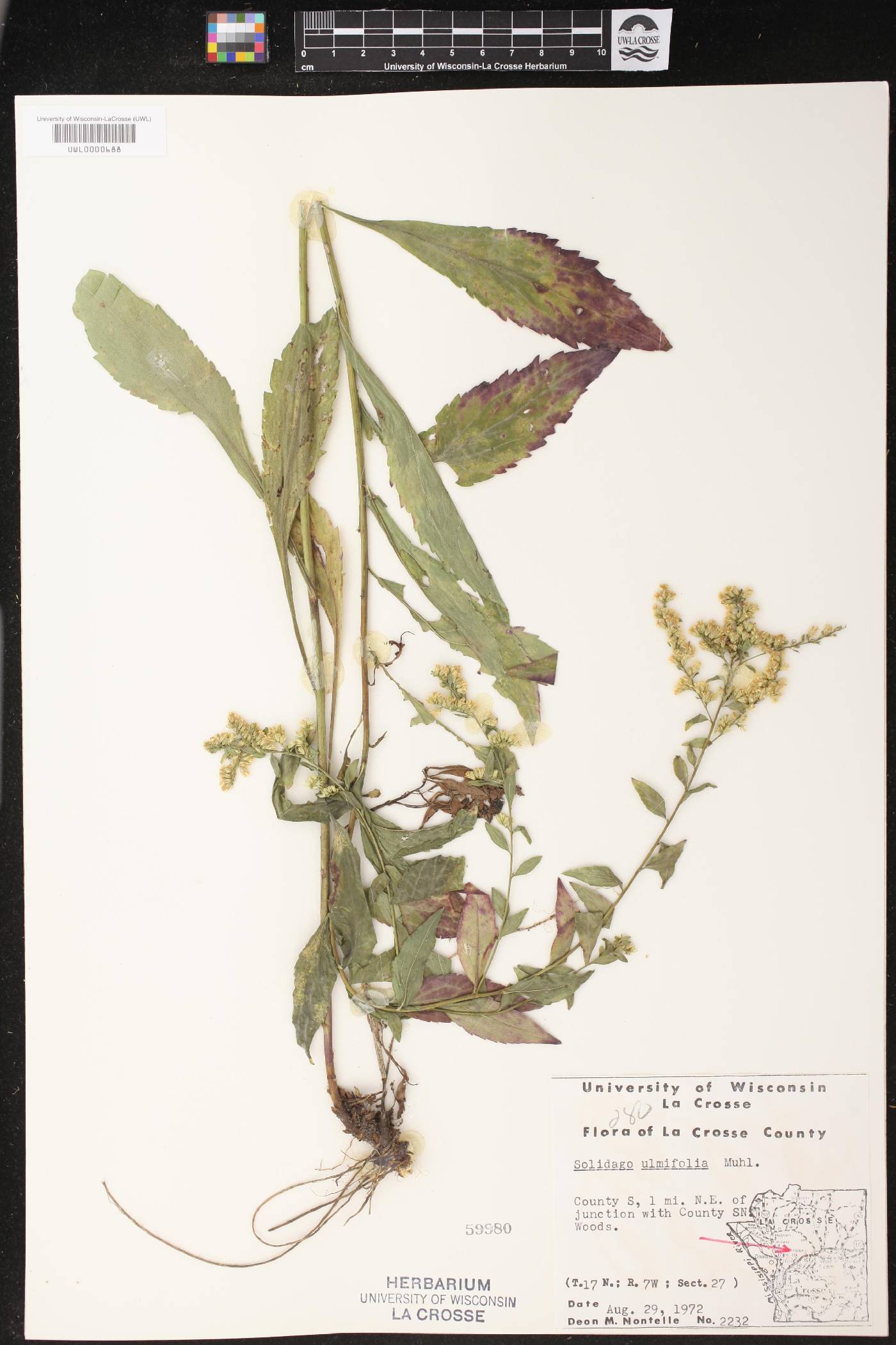Solidago ulmifolia image