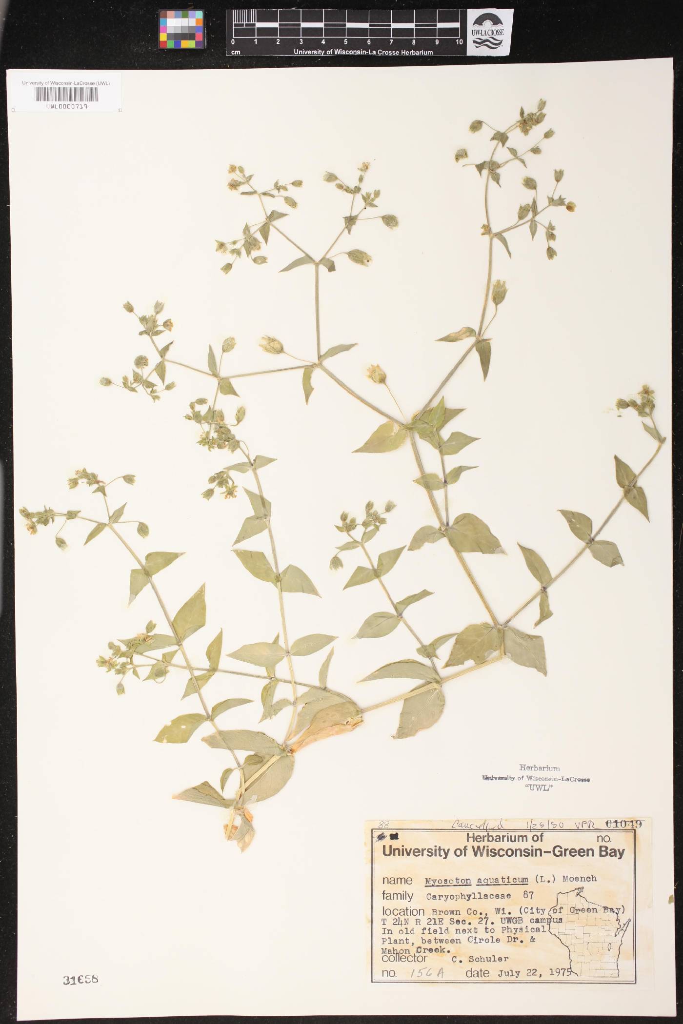 Myosoton aquaticum image