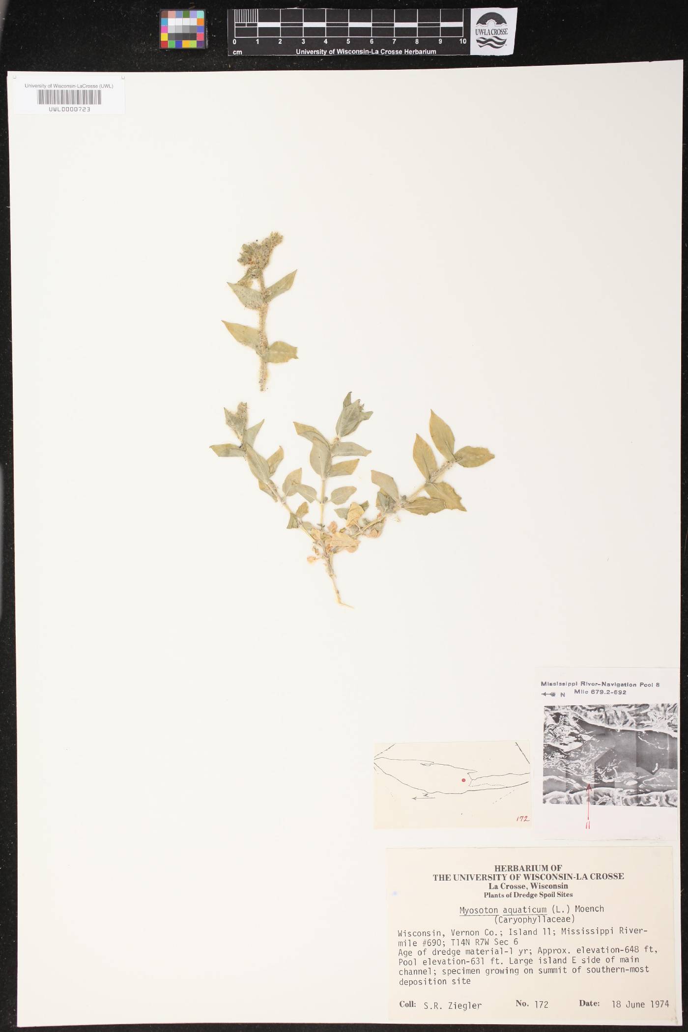 Myosoton aquaticum image