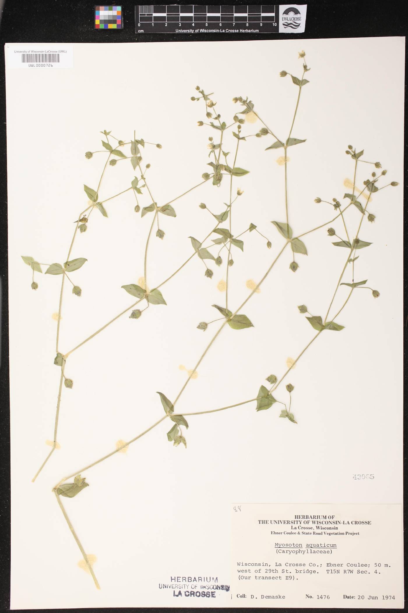 Myosoton aquaticum image