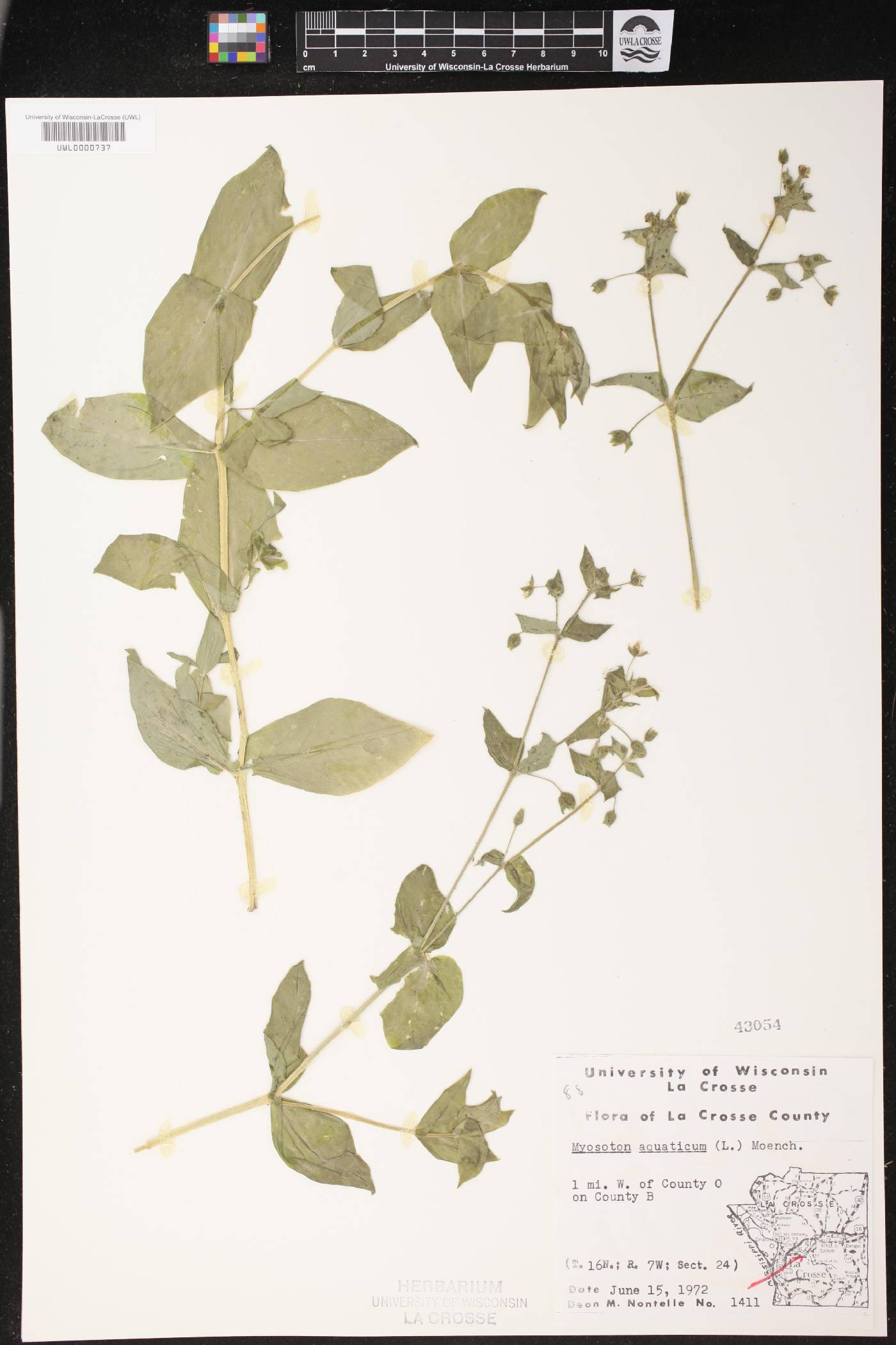 Myosoton aquaticum image