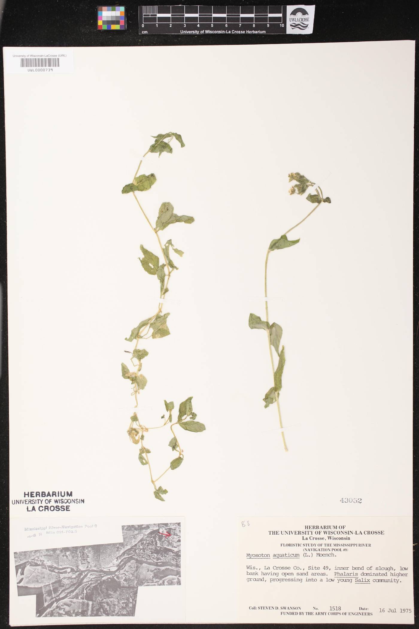 Myosoton aquaticum image