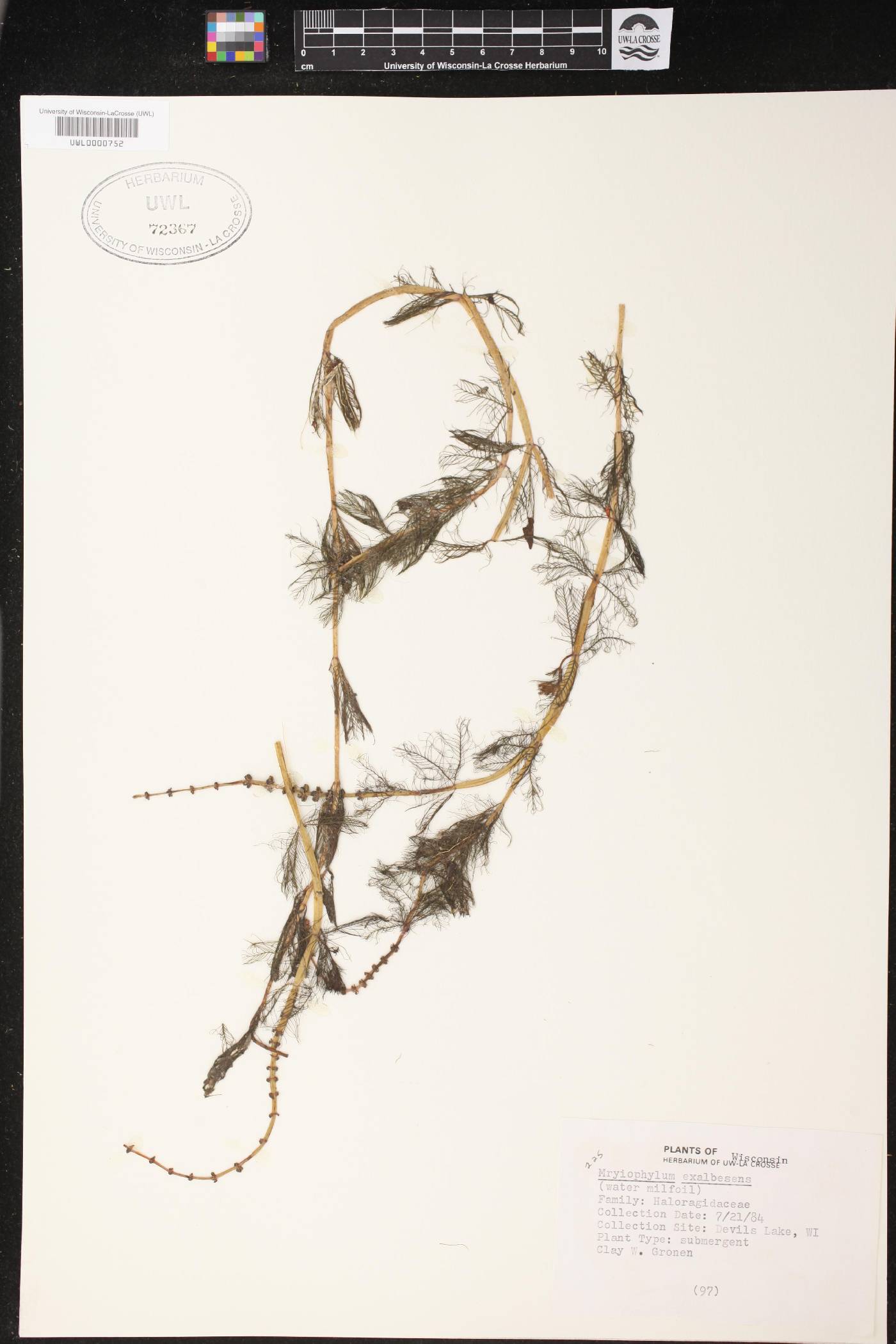 Myriophyllum sibiricum image
