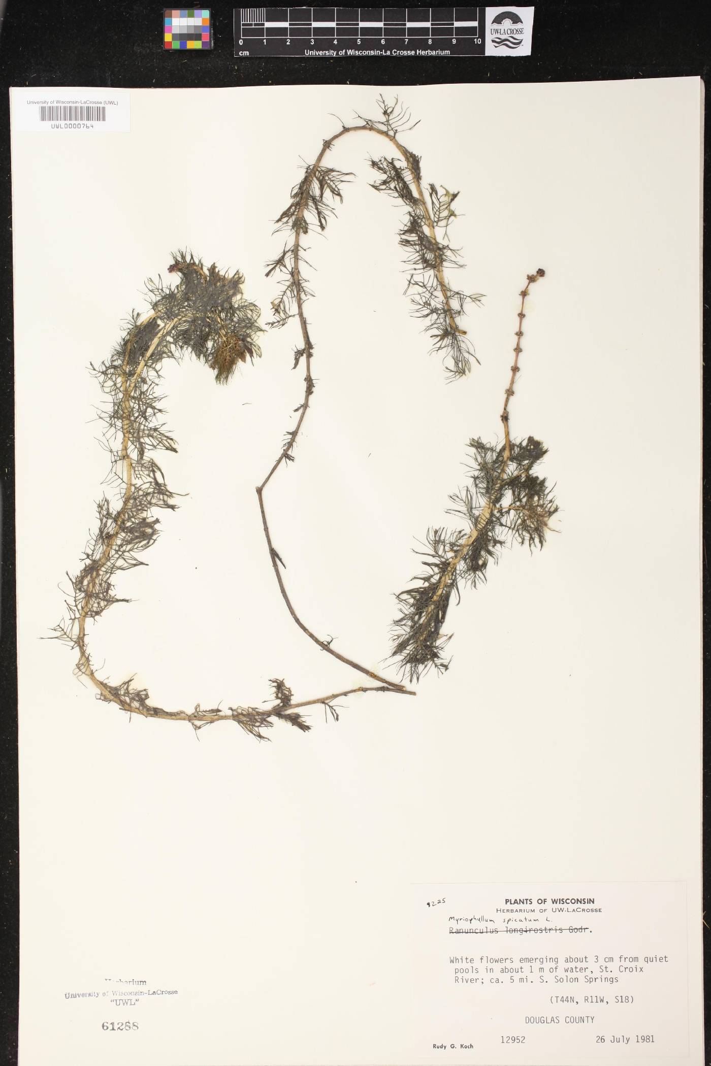 Myriophyllum spicatum image