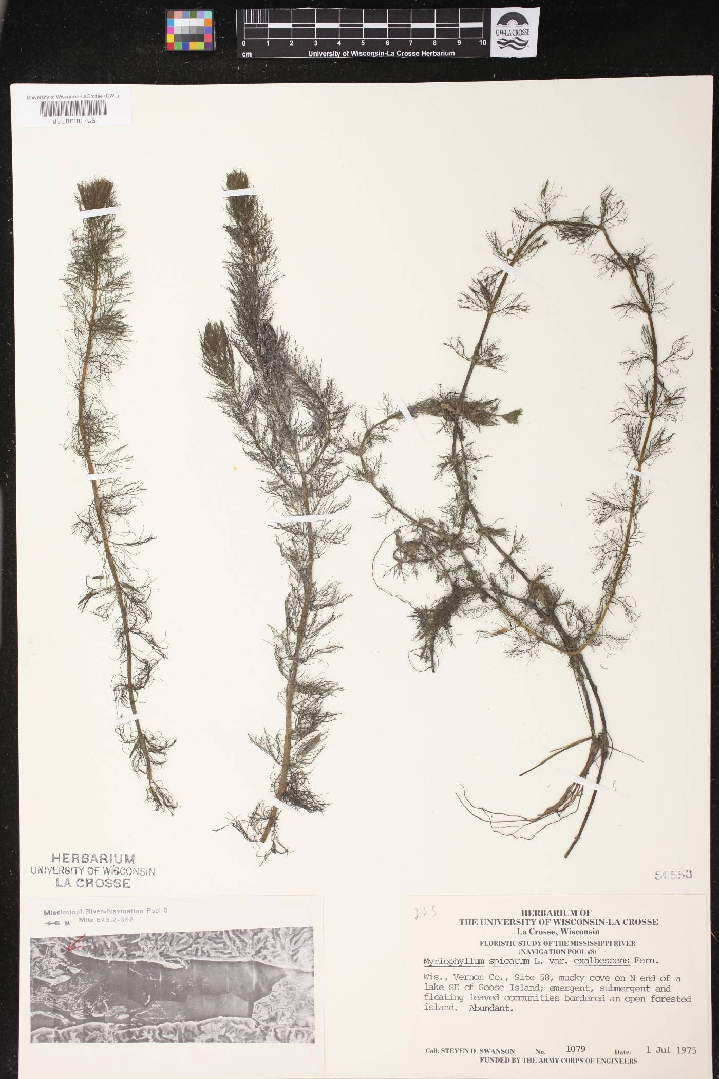 Myriophyllum spicatum image