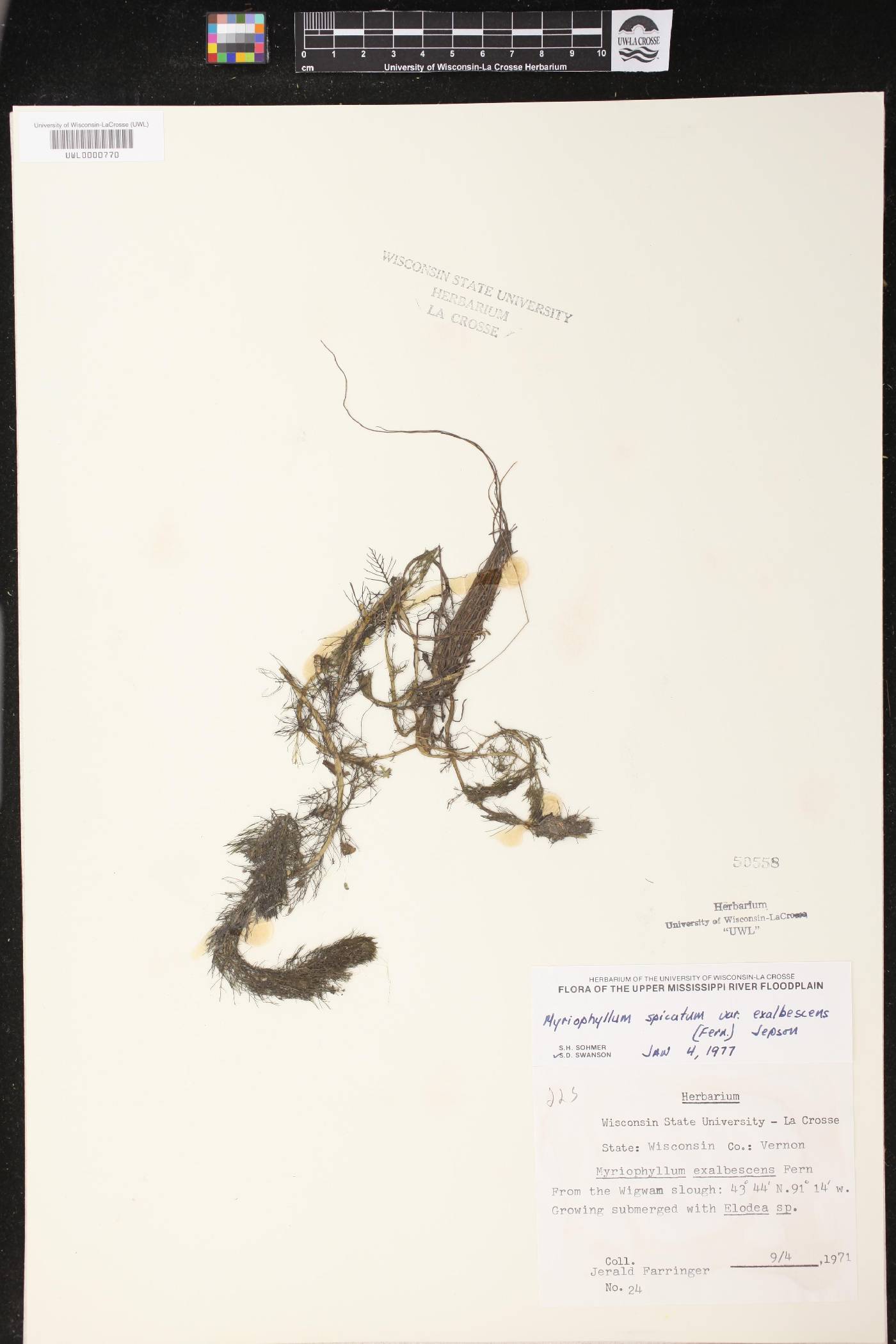 Myriophyllum spicatum image
