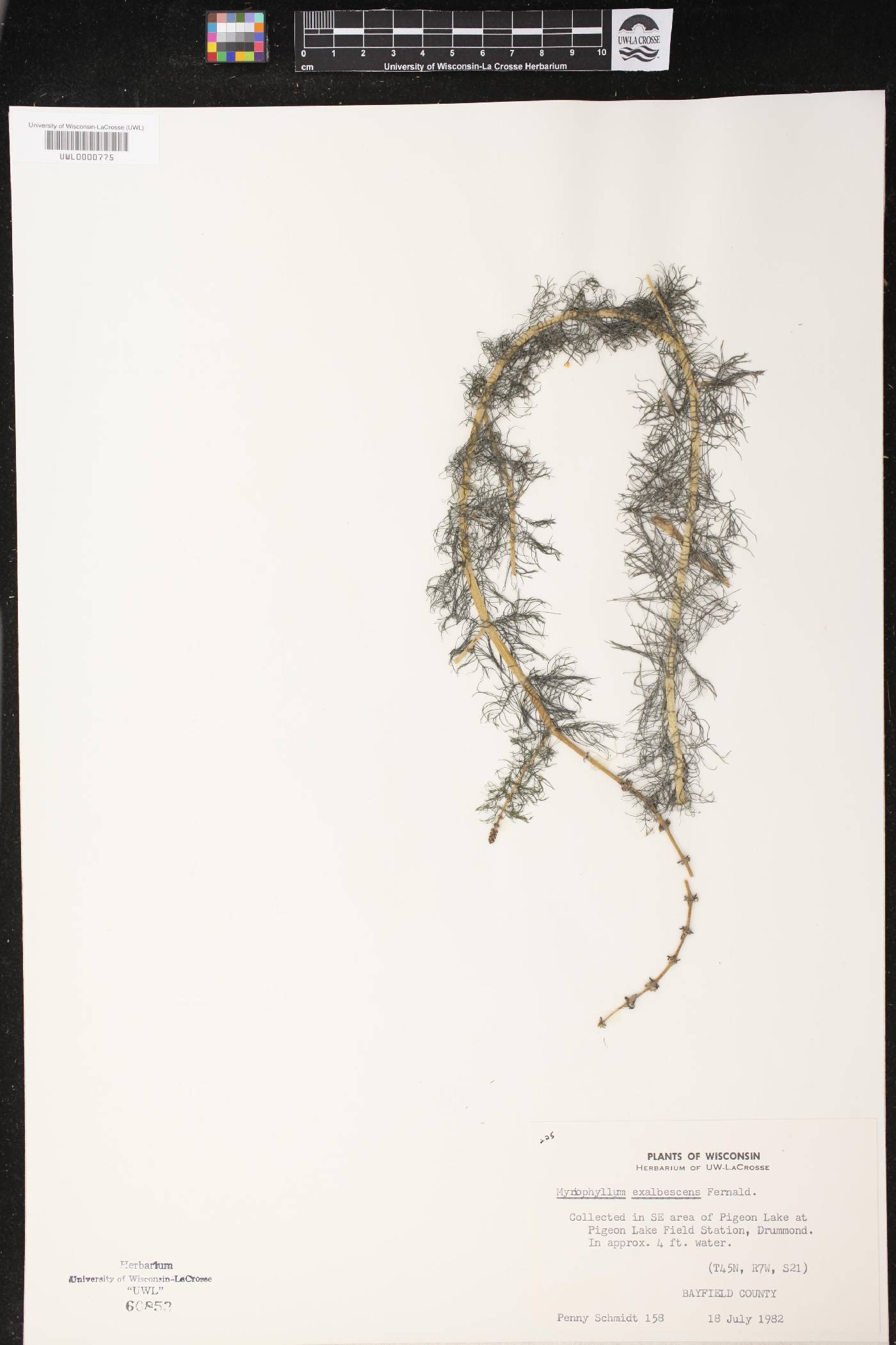 Myriophyllum sibiricum image
