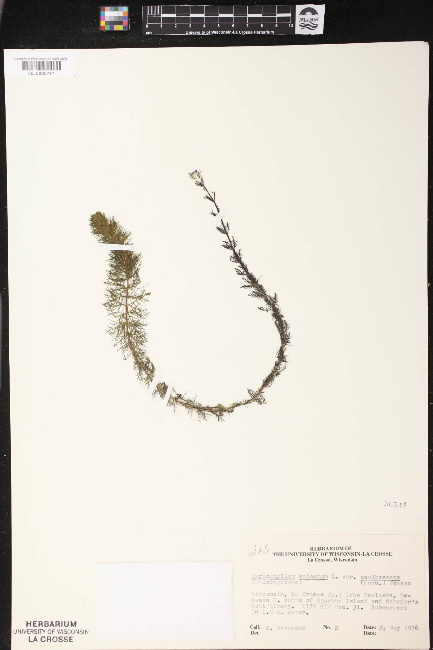 Myriophyllum spicatum image