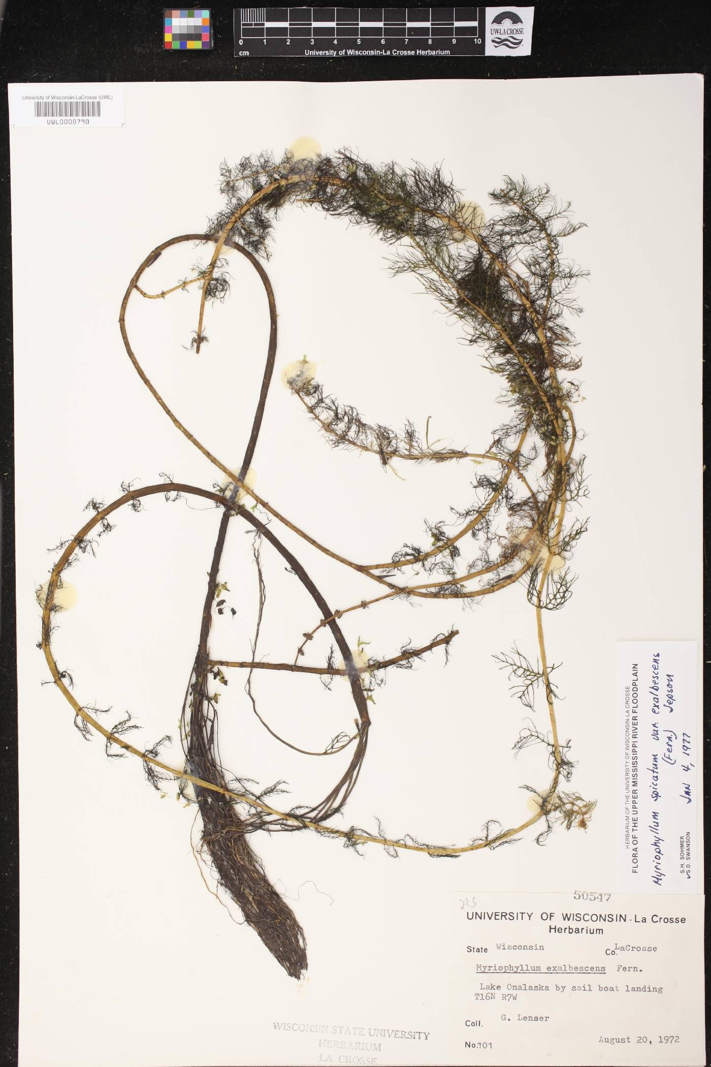 Myriophyllum spicatum image
