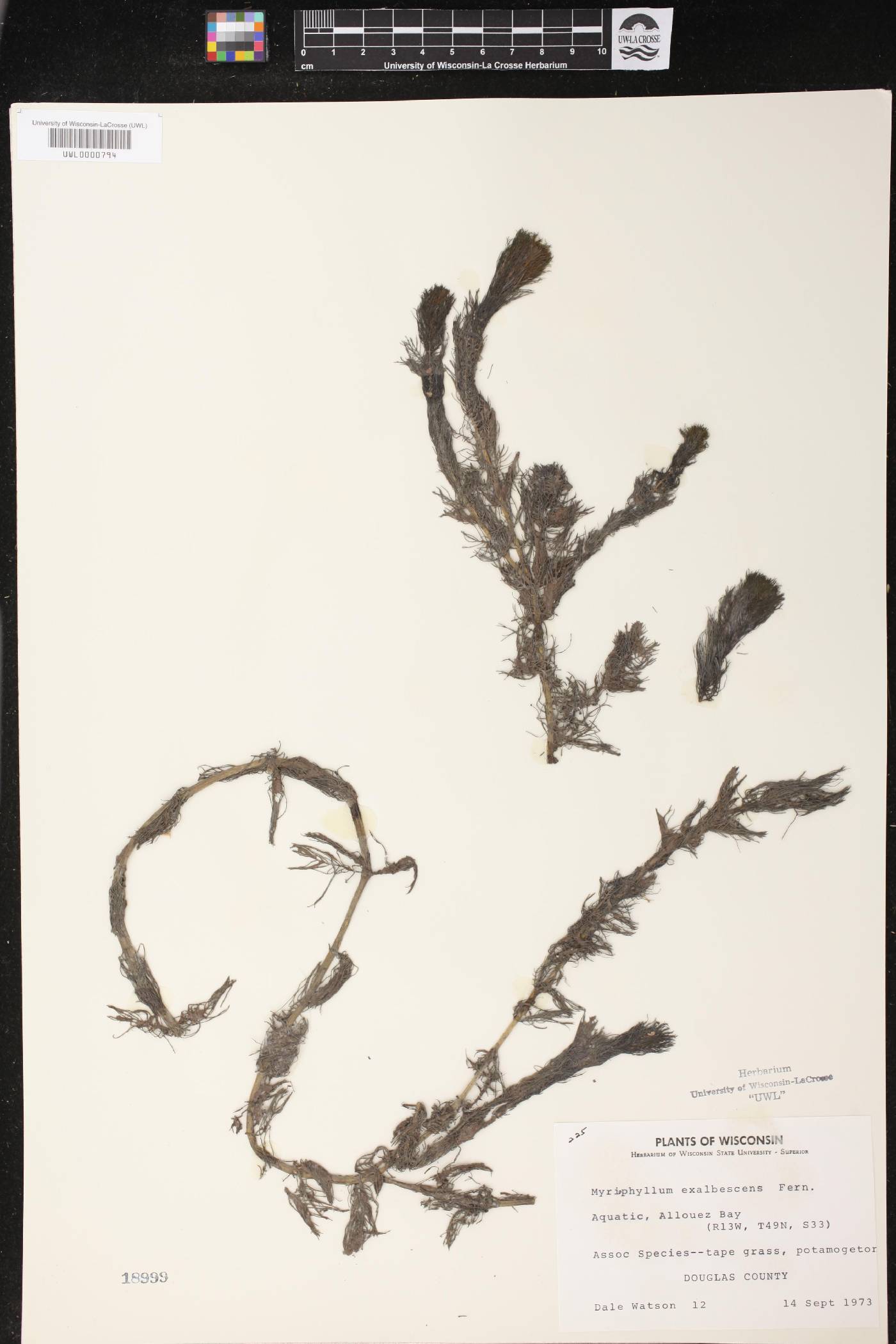 Myriophyllum sibiricum image
