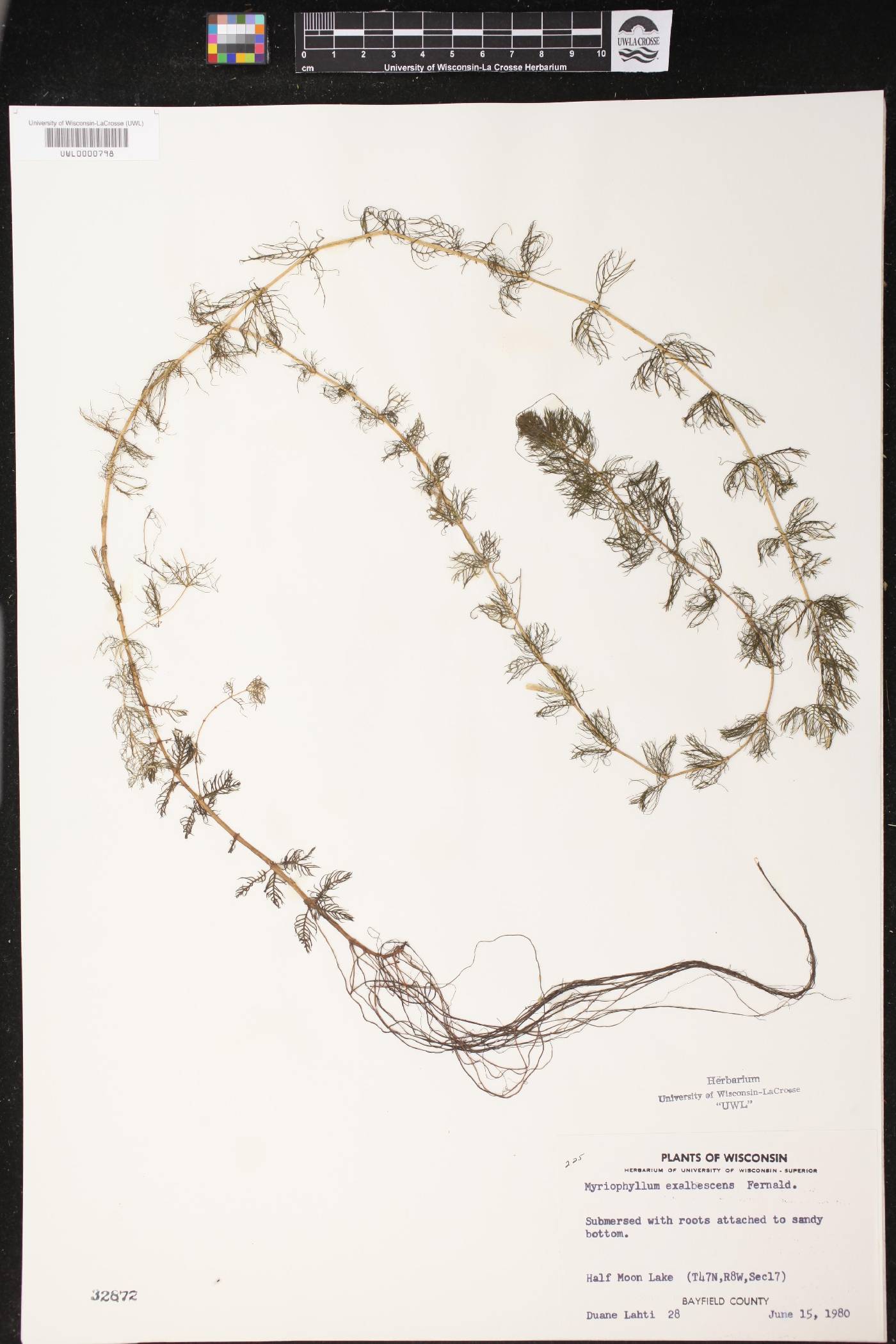 Myriophyllum sibiricum image